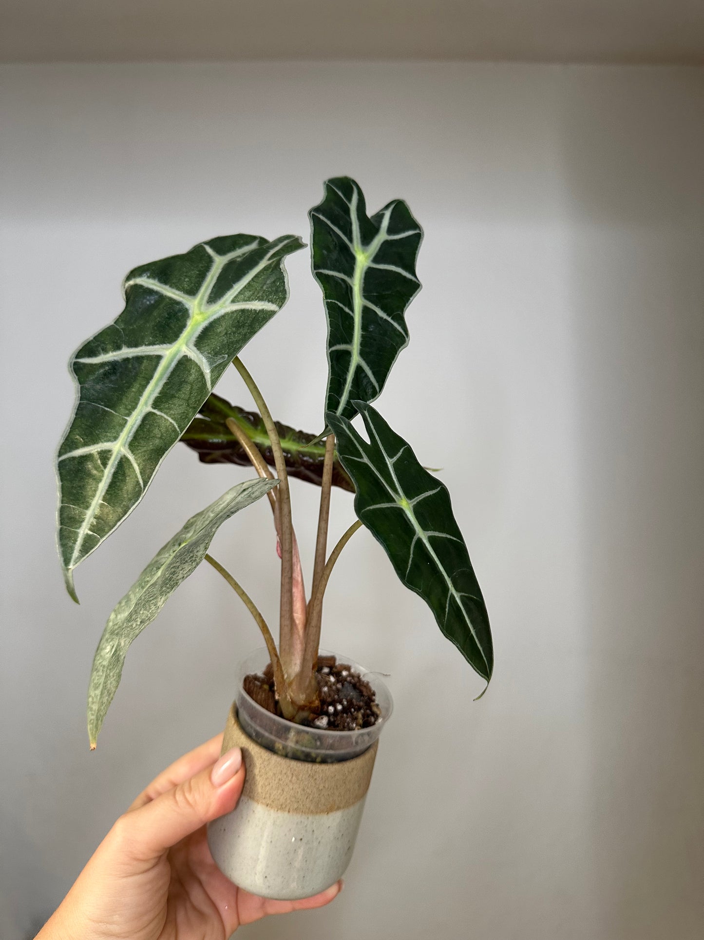 Alocasia amazonica pink mint variegated