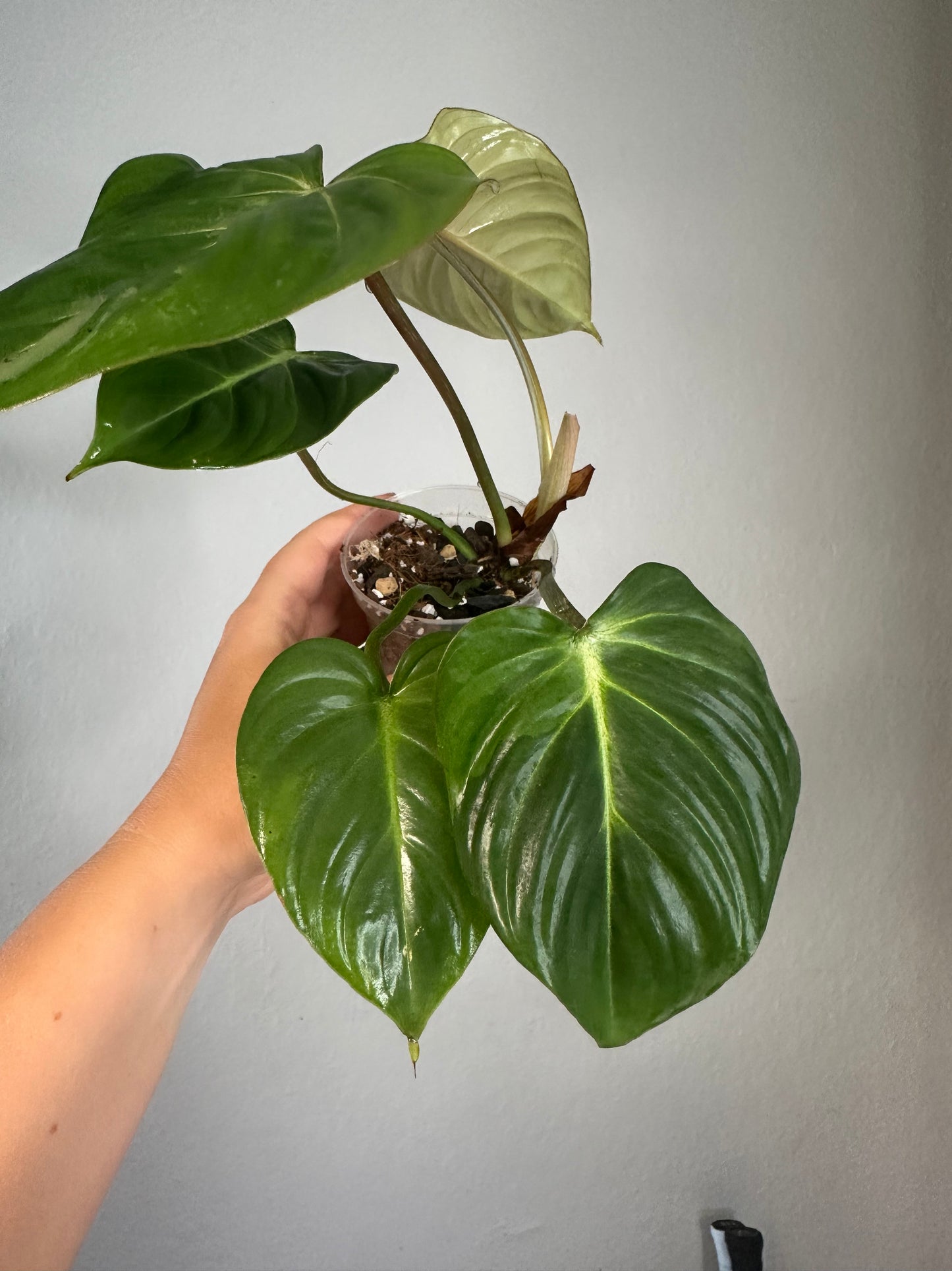 Philodendron Gloriosum /reverted from variegated
