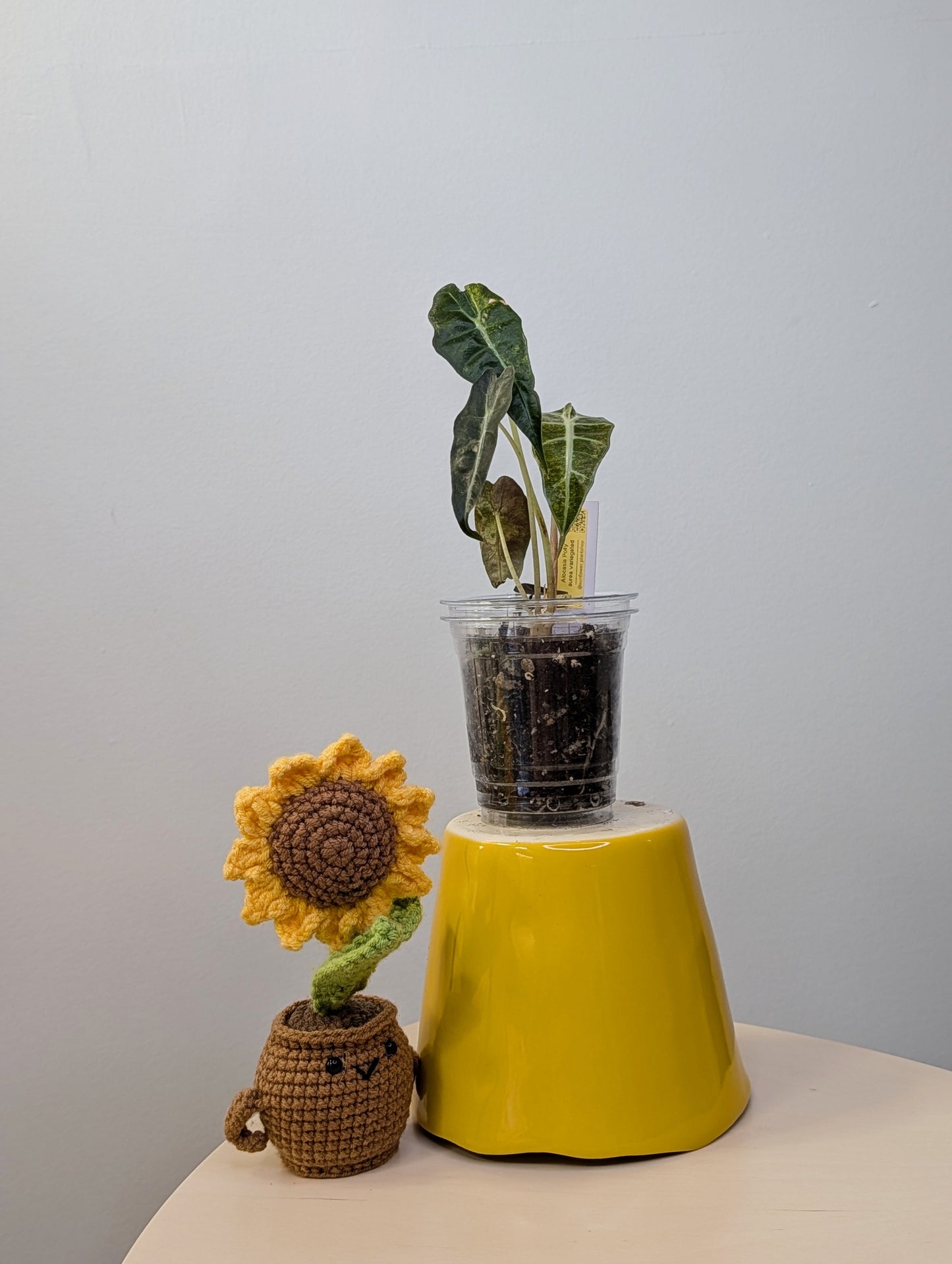 Alocasia amazonica aurea splash variegated