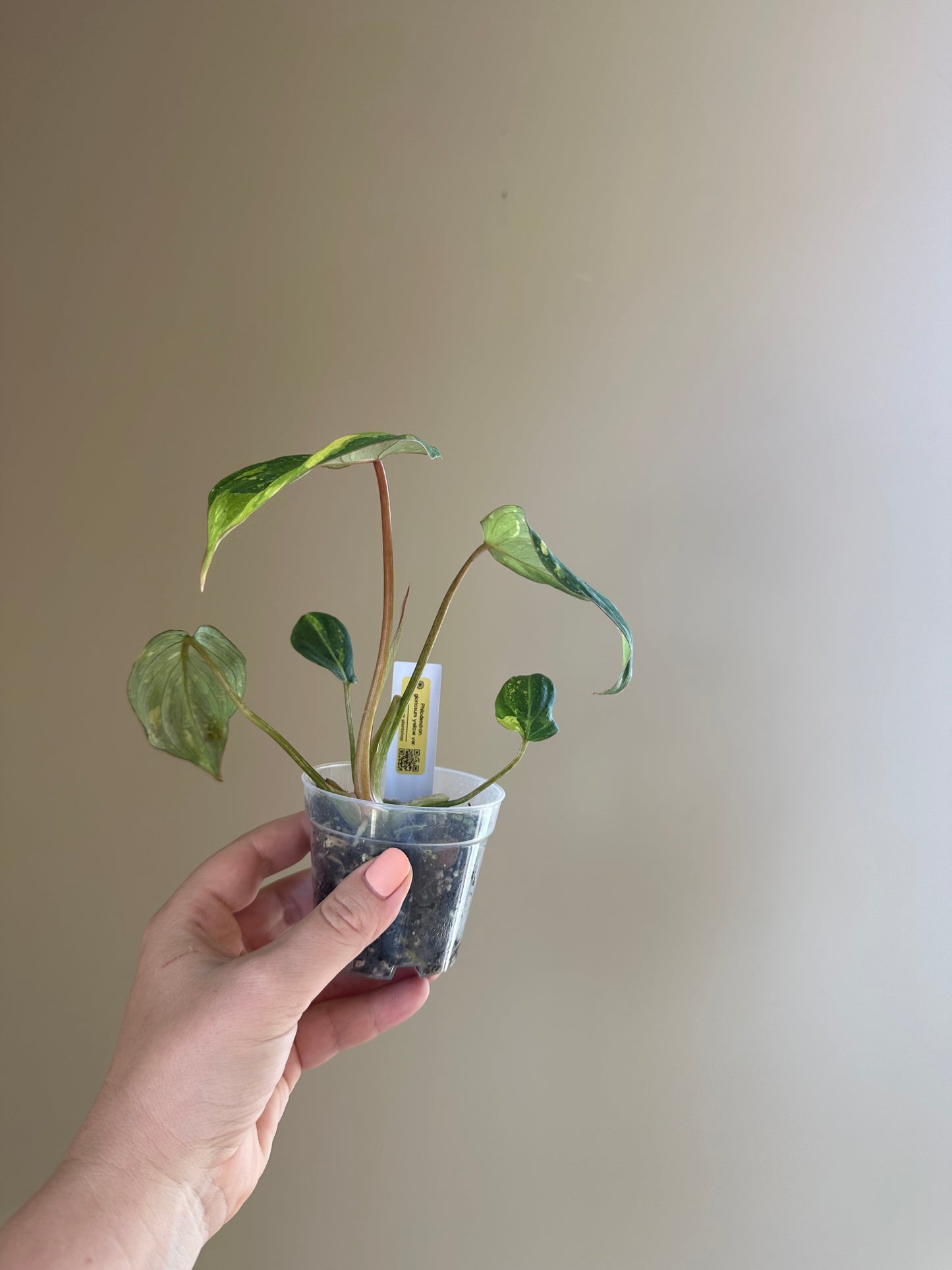 Philodendron Gloriosum Variegated / first photo: example, sister plant
