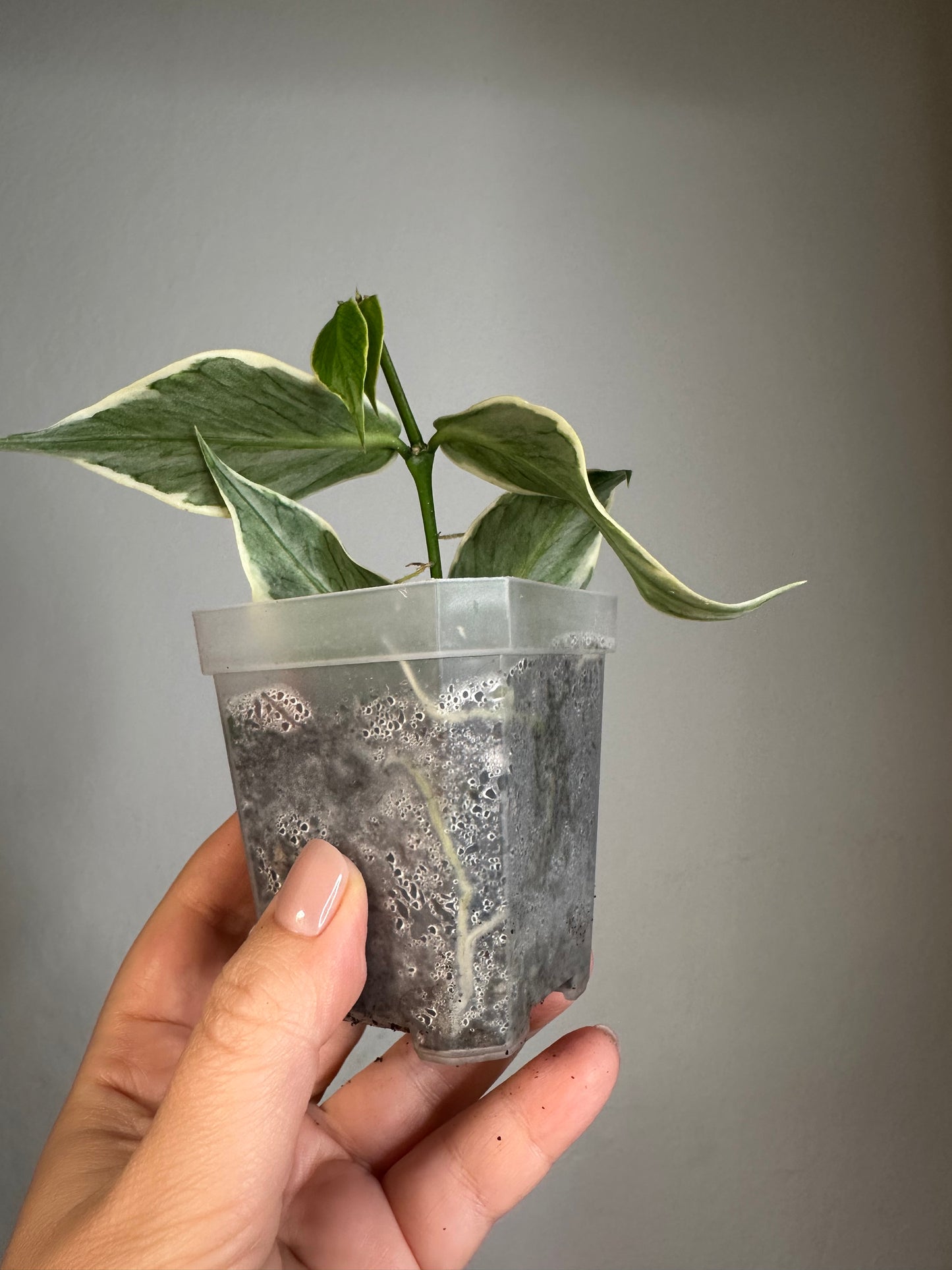 Hoya Polyneura albo variegated
