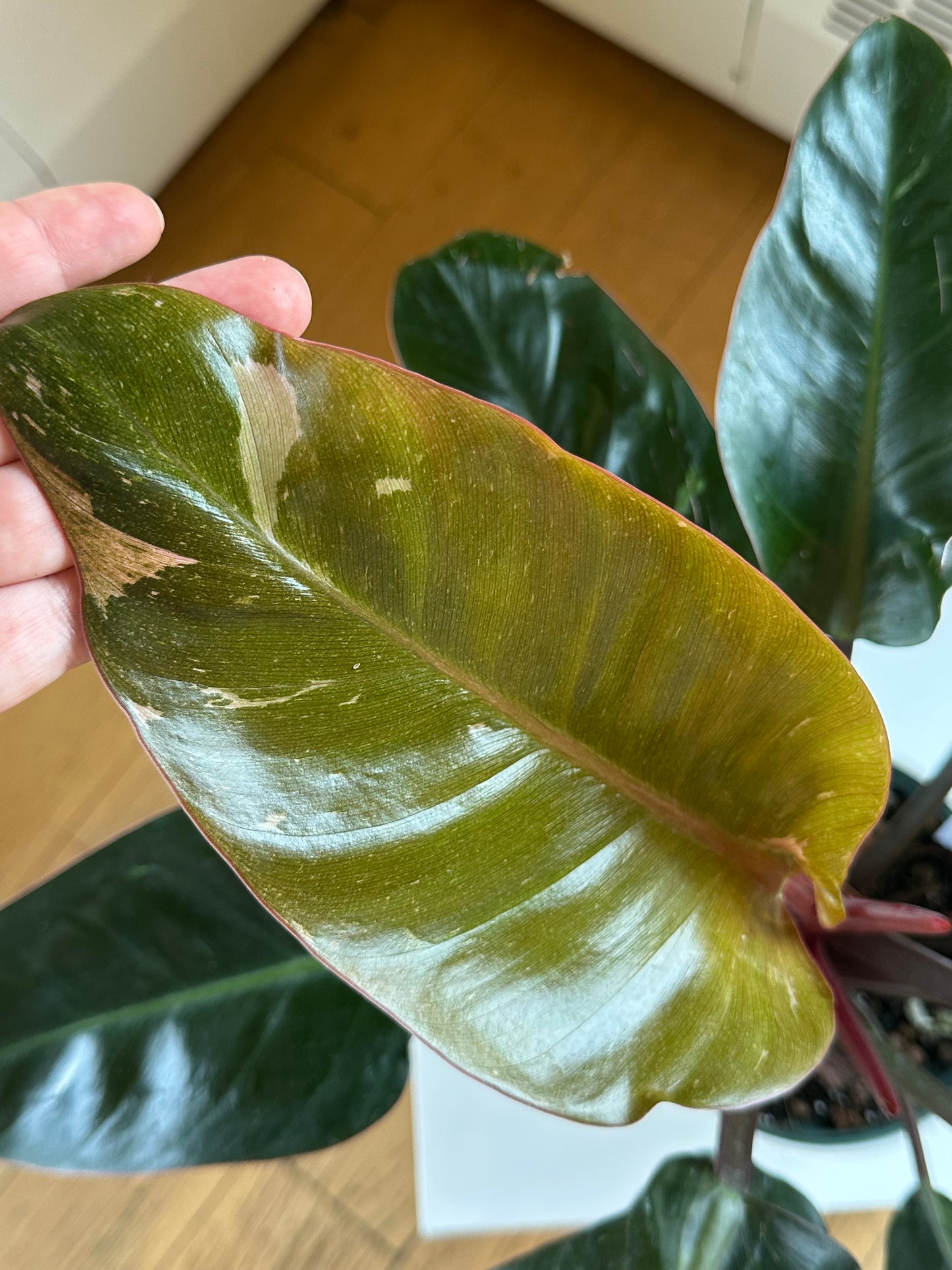 Philodendron Congo / from variegated plant