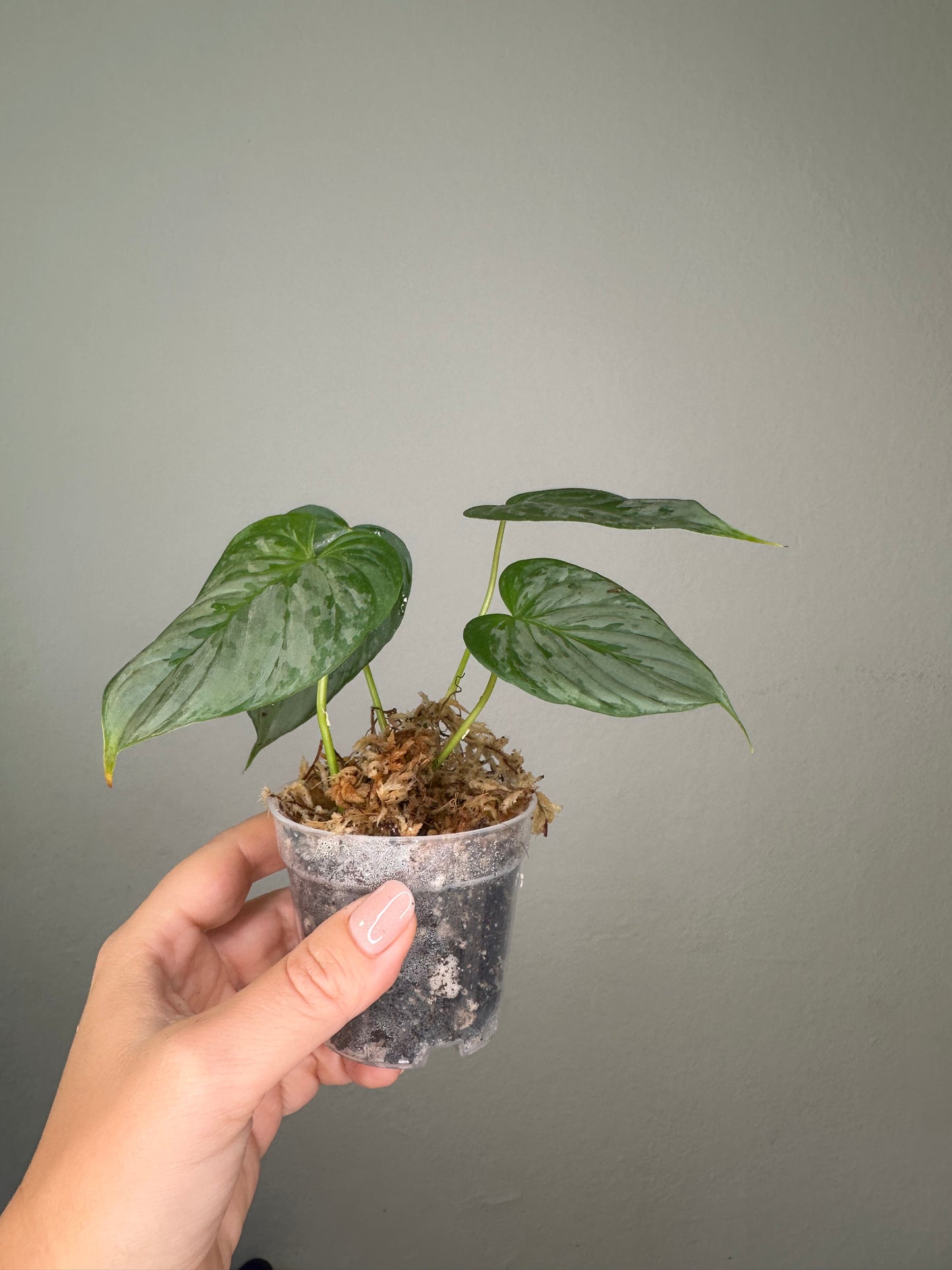 Philodendron sodiroi