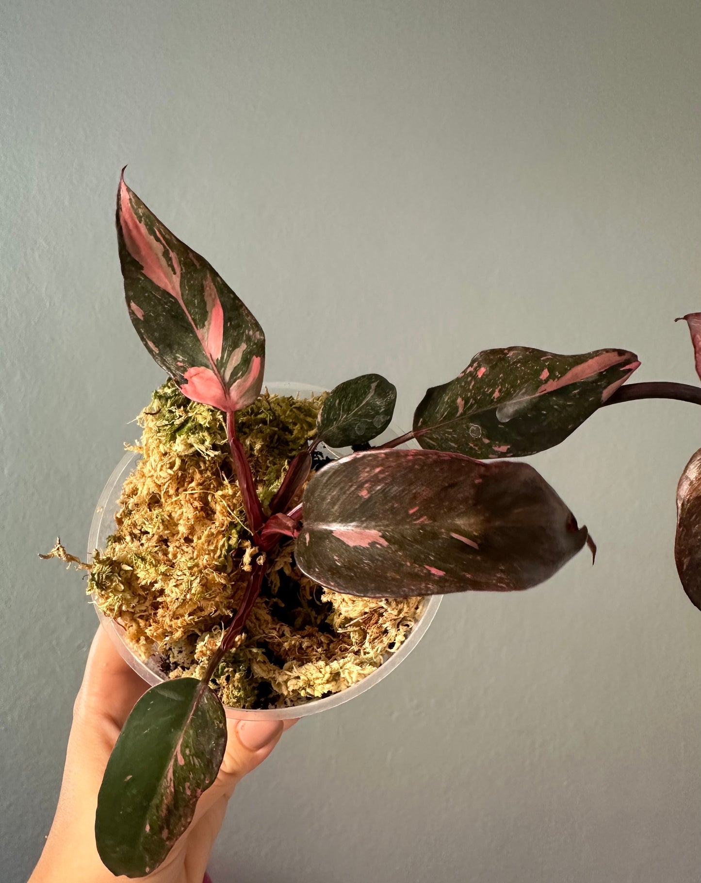 Philodendron pink princess galaxy variegated