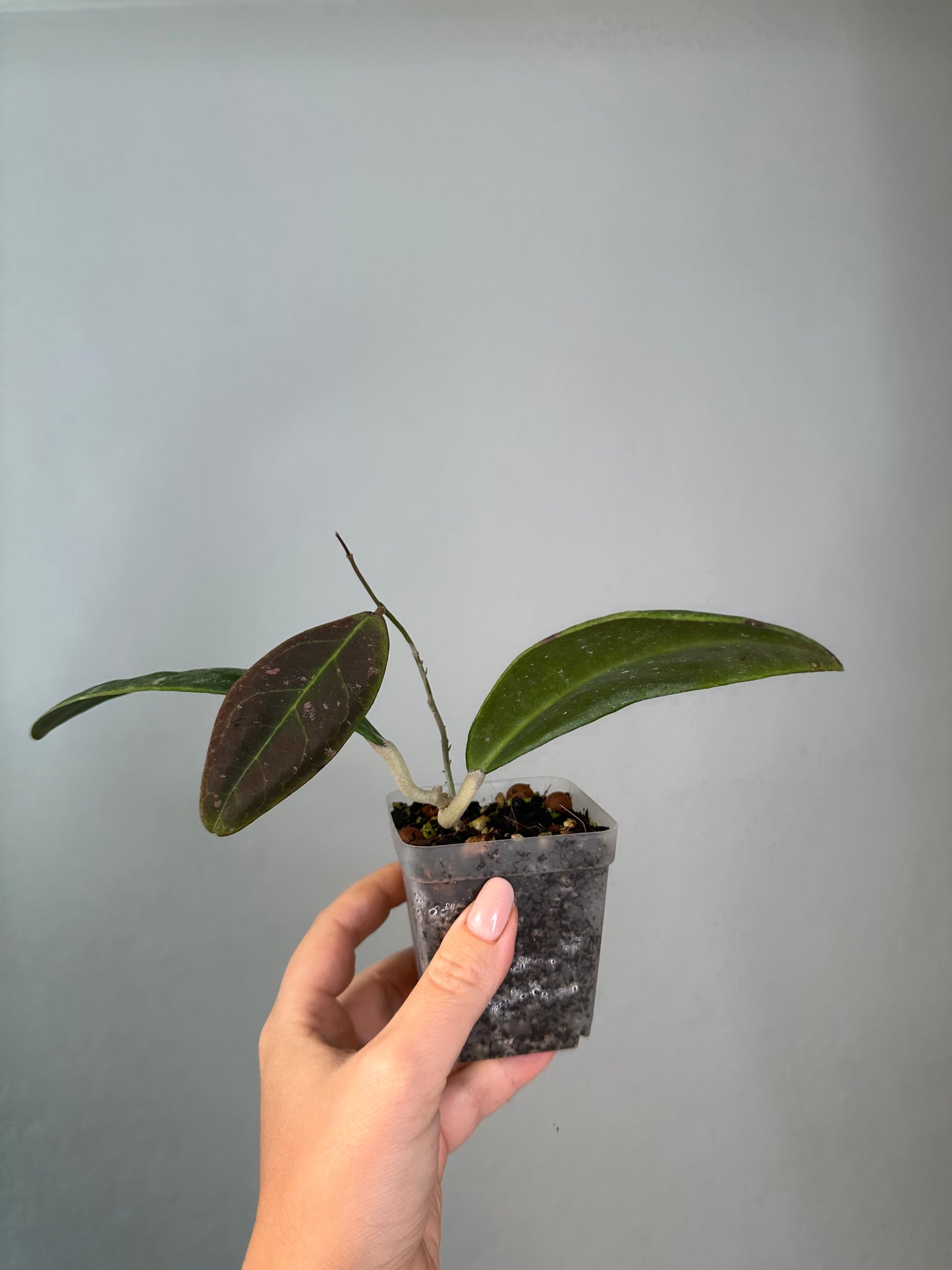 Hoya Rintzii Borneo