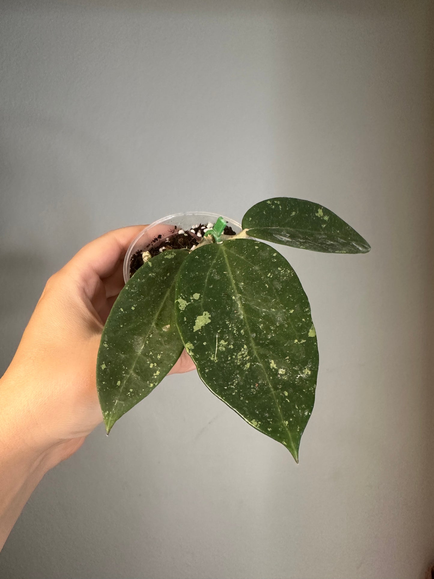 Hoya pottsi splash