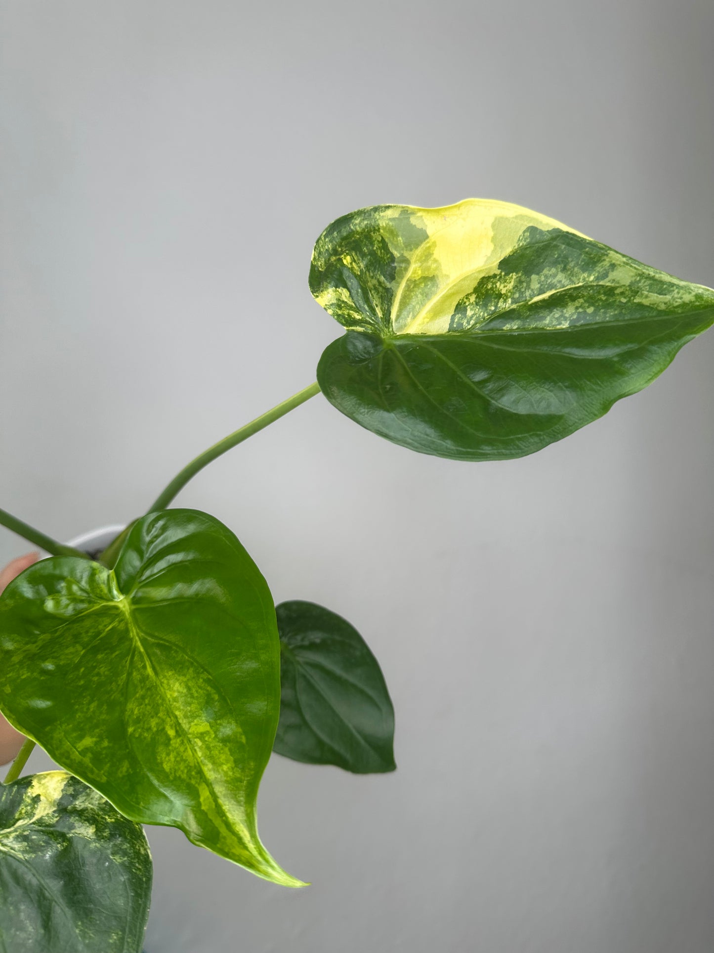 Alocasia cuculata yellow variegated / CORMS