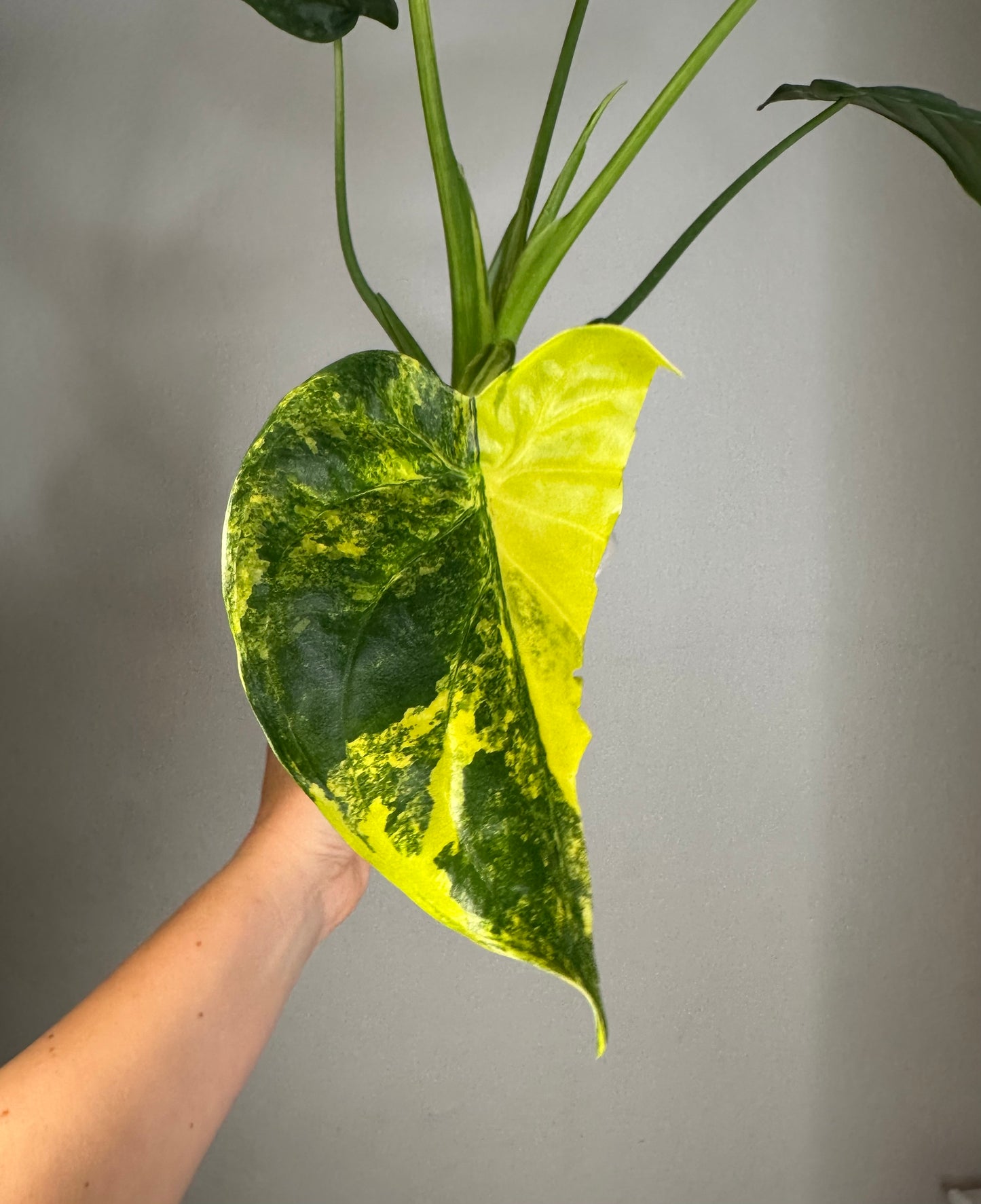 Alocasia cuculata yellow variegated / CORMS