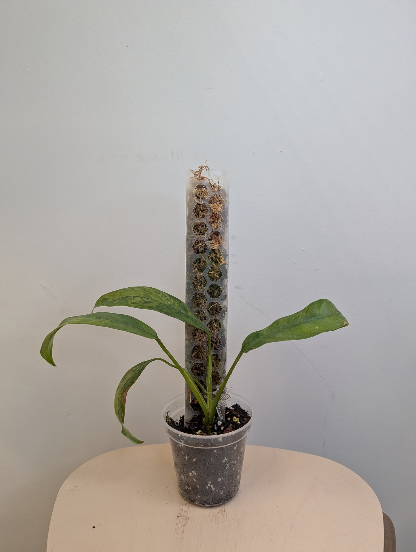 Epipremnum giganteum variegated