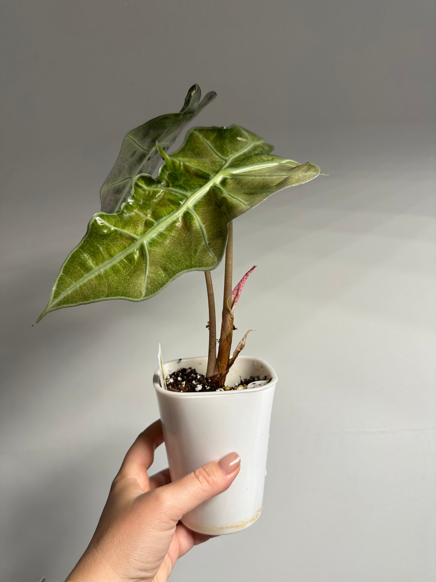 Alocasia amazonica mint variegated CORM