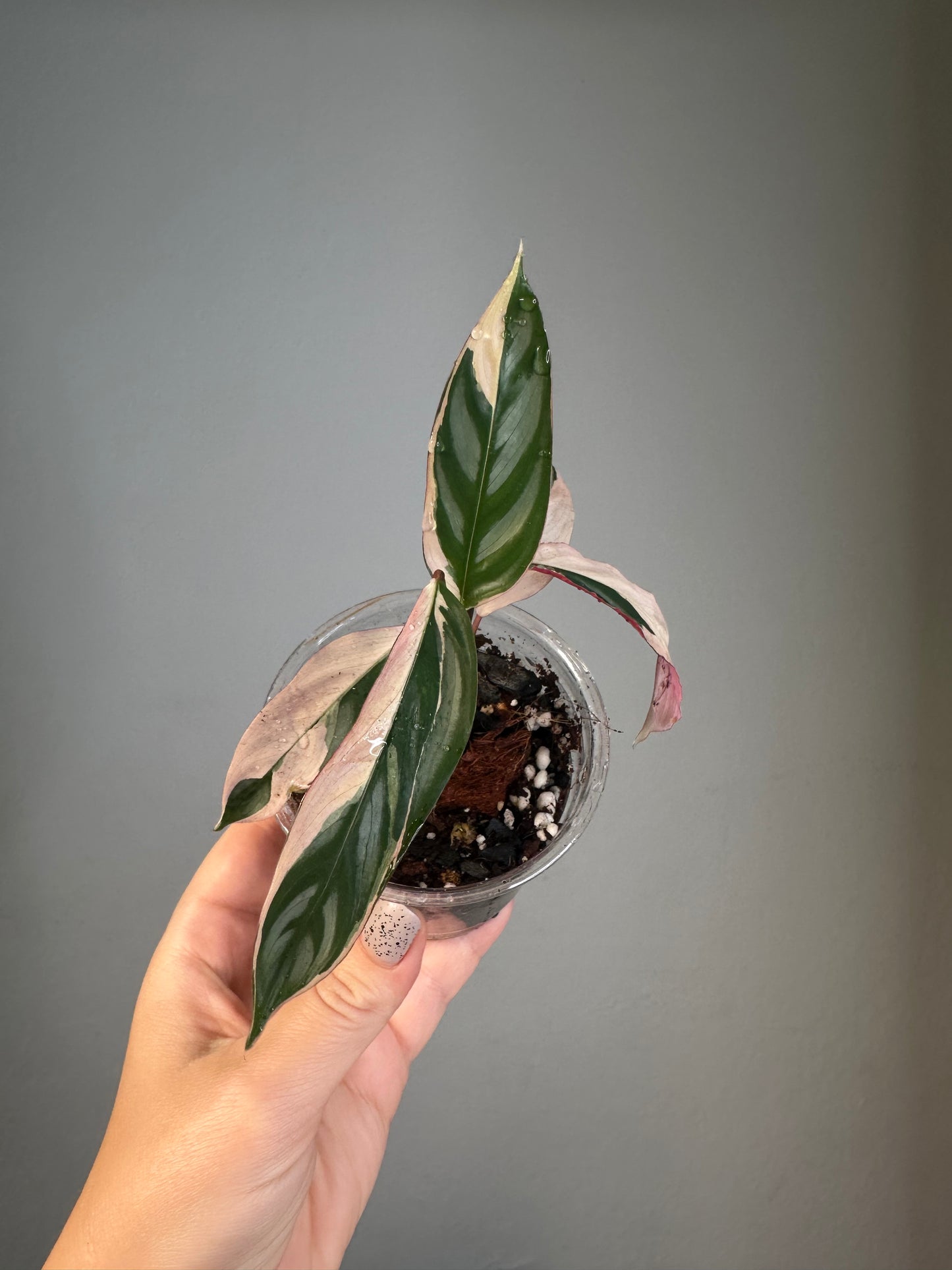 Ctenanthe oppenheimiana / rare