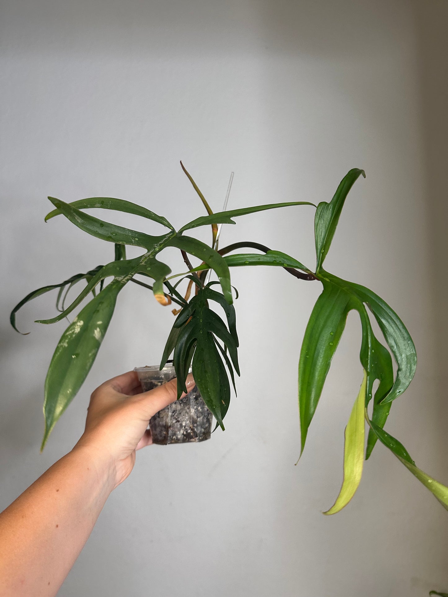 Philodendron Quercifolium / uncommon philodendron