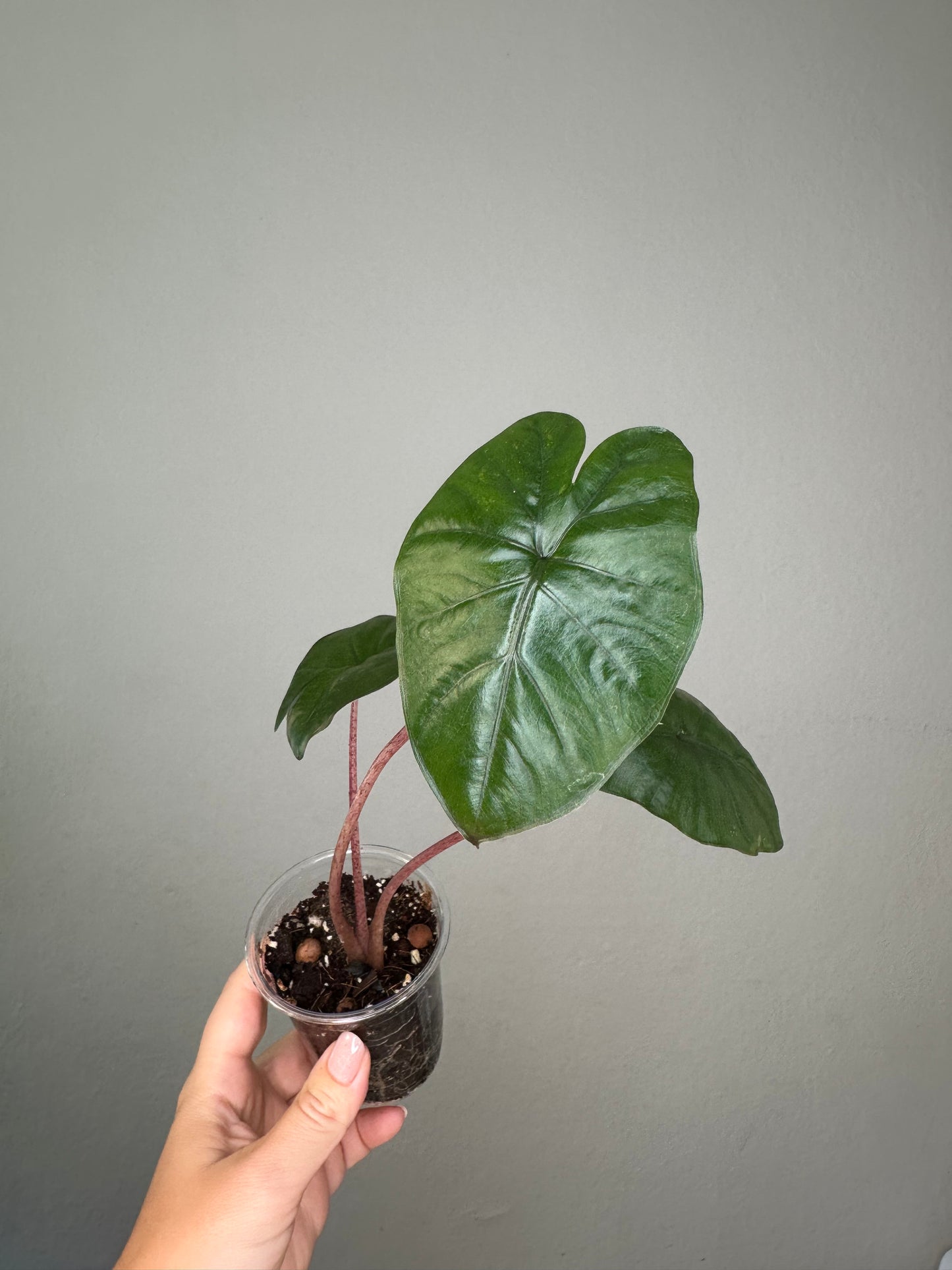 Alocasia serendipity reverted / gift with a purchase