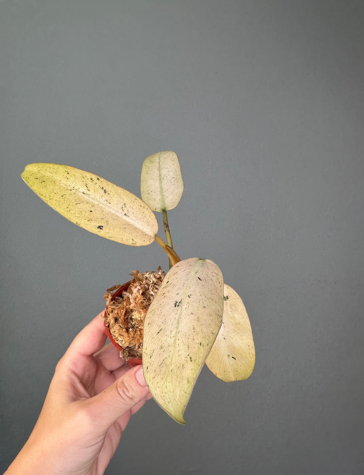 Philodendron ruaysap mint variegated