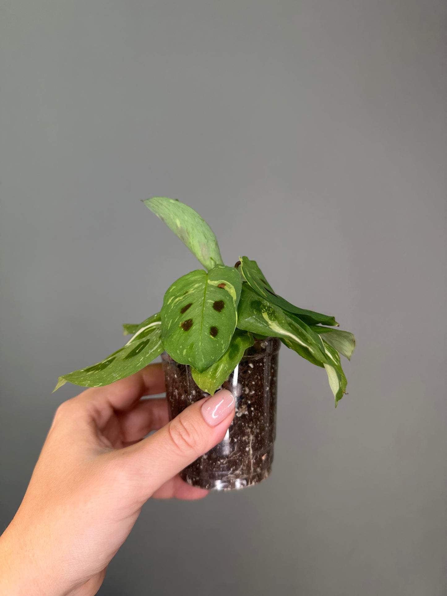Marantha variegated