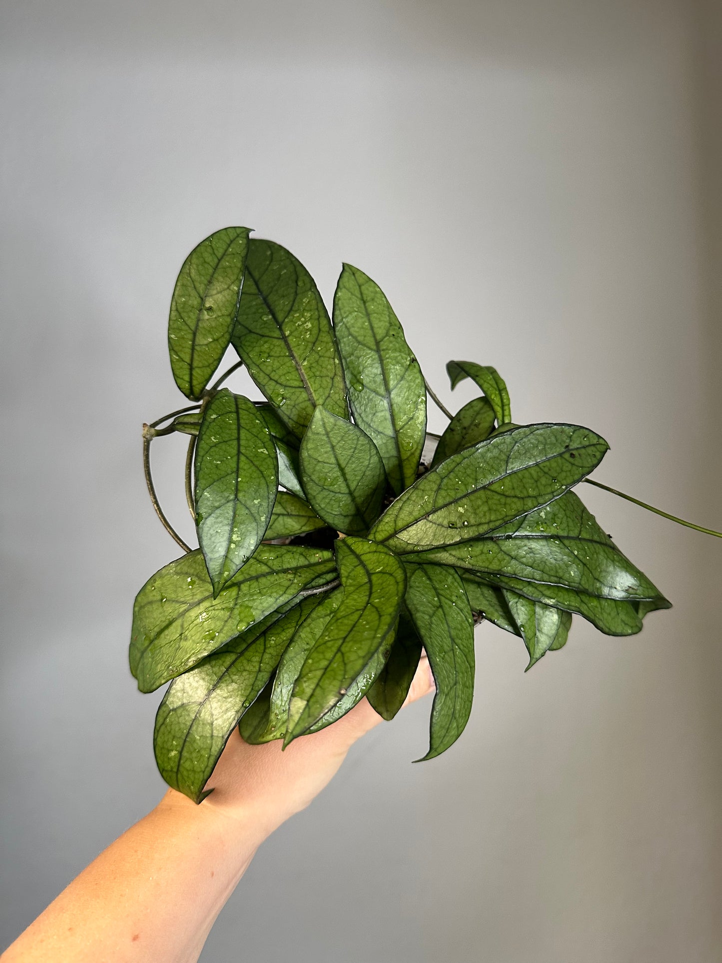 Hoya Crassipeolata