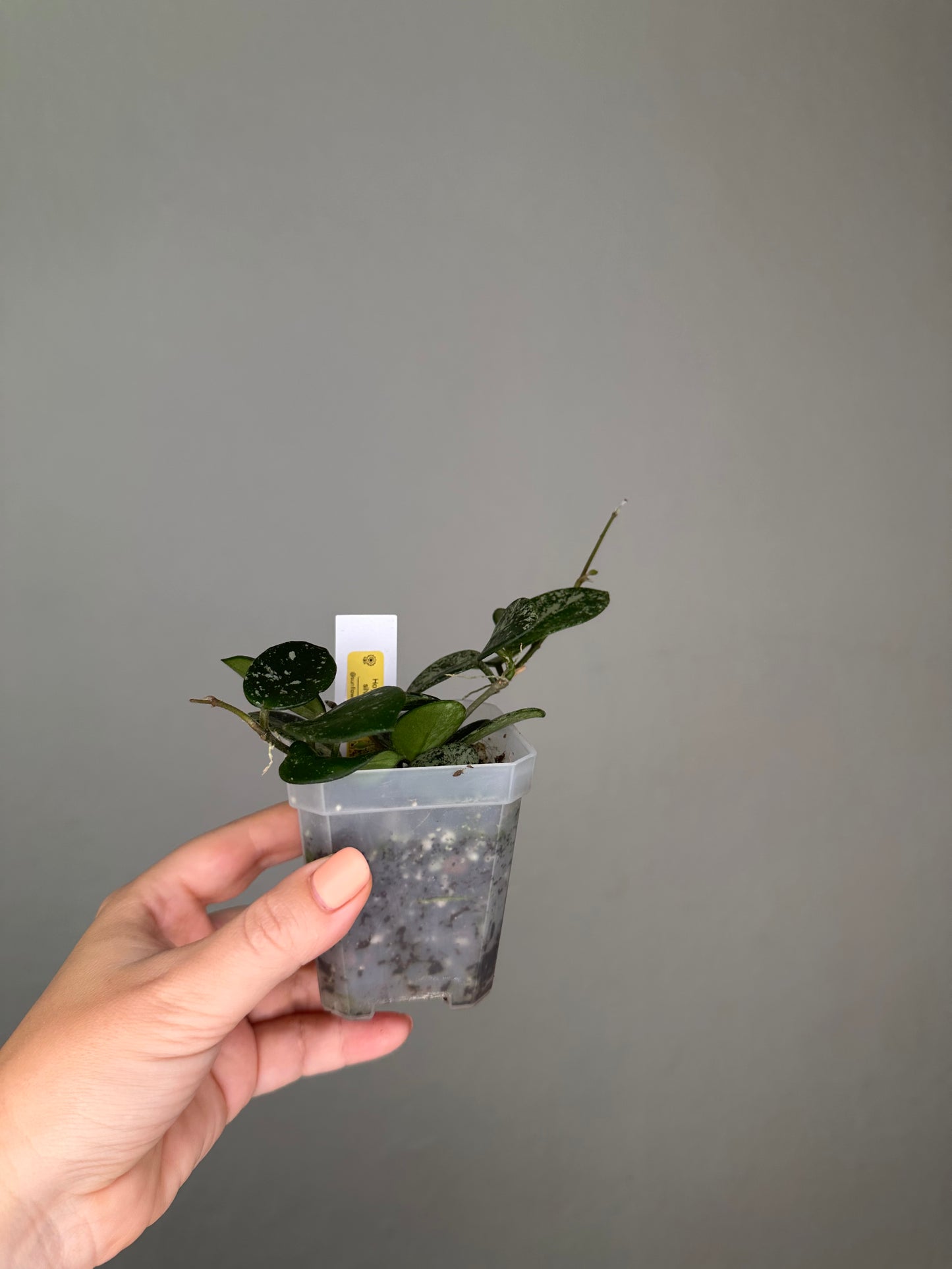Hoya Mathilde silver splash 🩶 / two cuttings in a pot