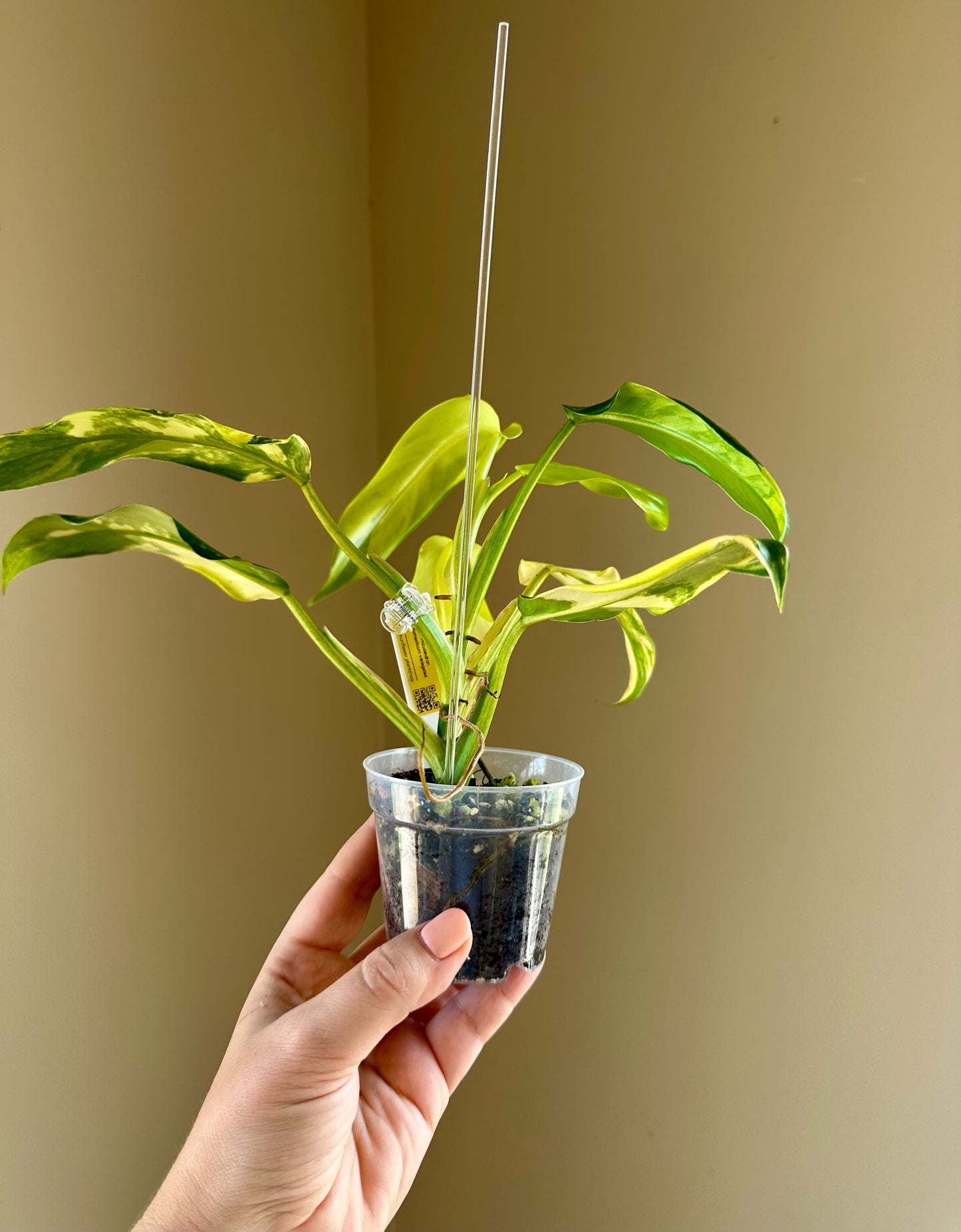 Philodendron domesticum variegated