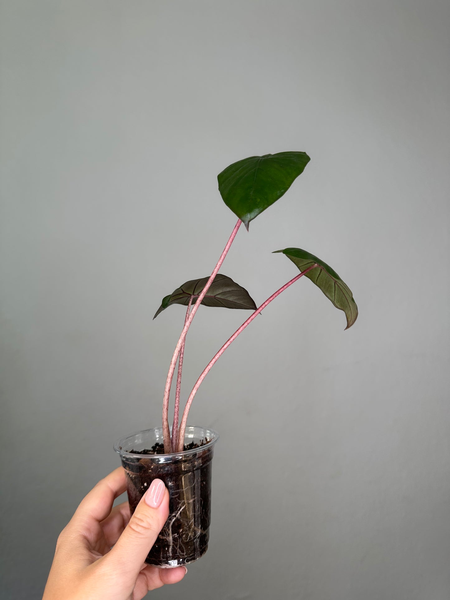 Alocasia serendipity reverted / gift with a purchase