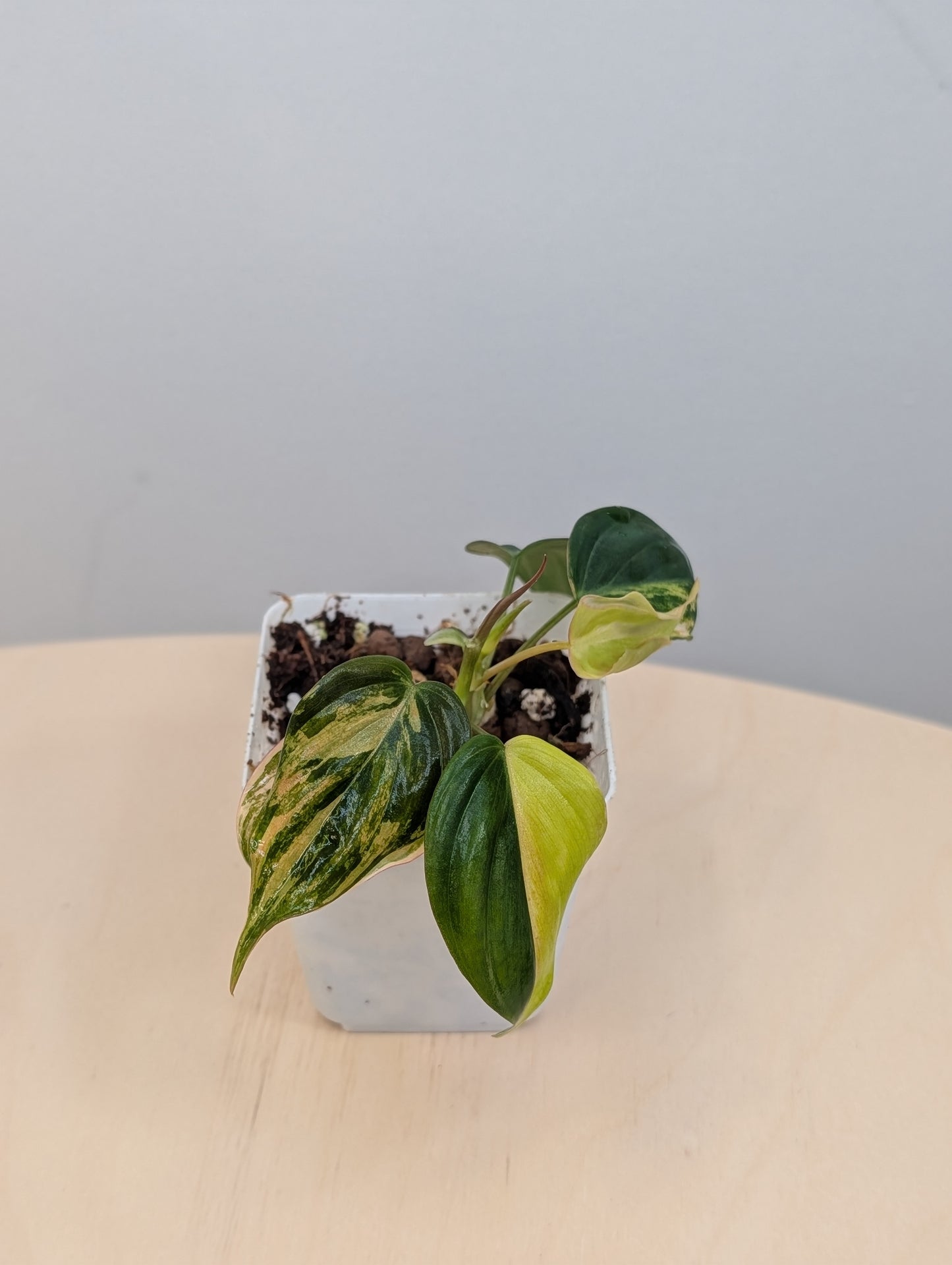 Philodendron Micans variegated