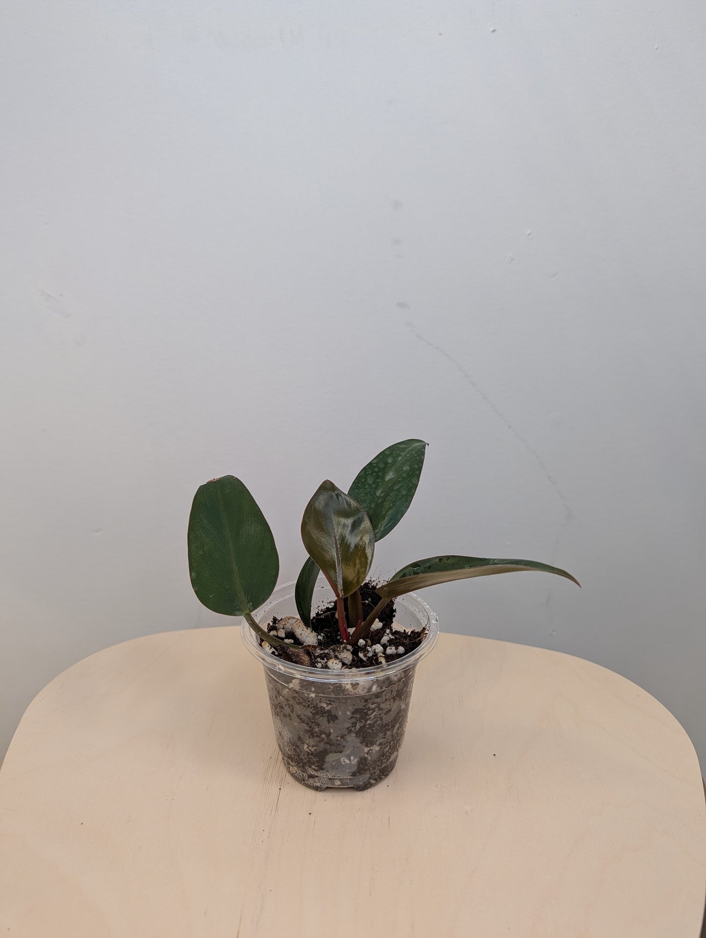 Philodendron Red Congo / a baby from variegated plant