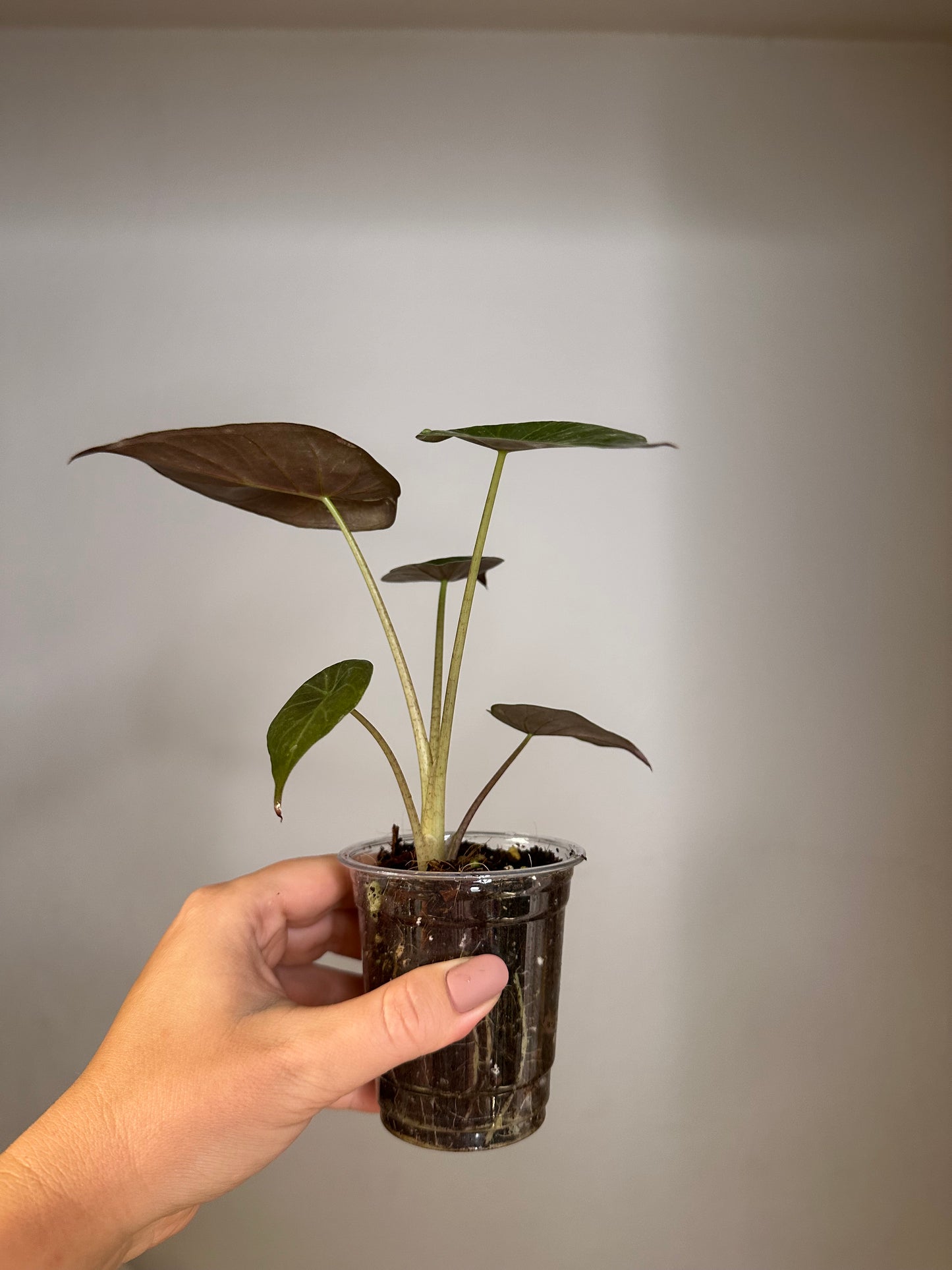 Alocasia wenti silver pink