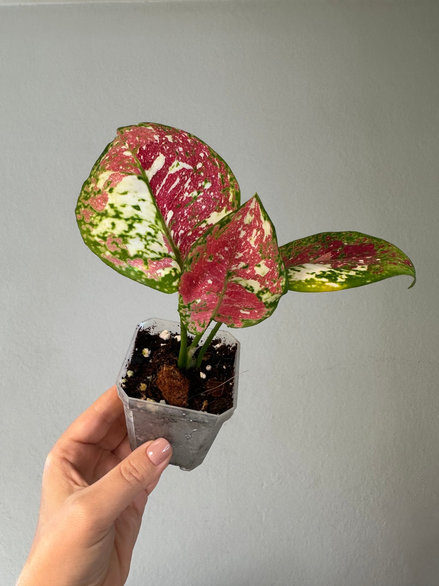 Aglaonema tricolor / uncommon and beautiful ✨