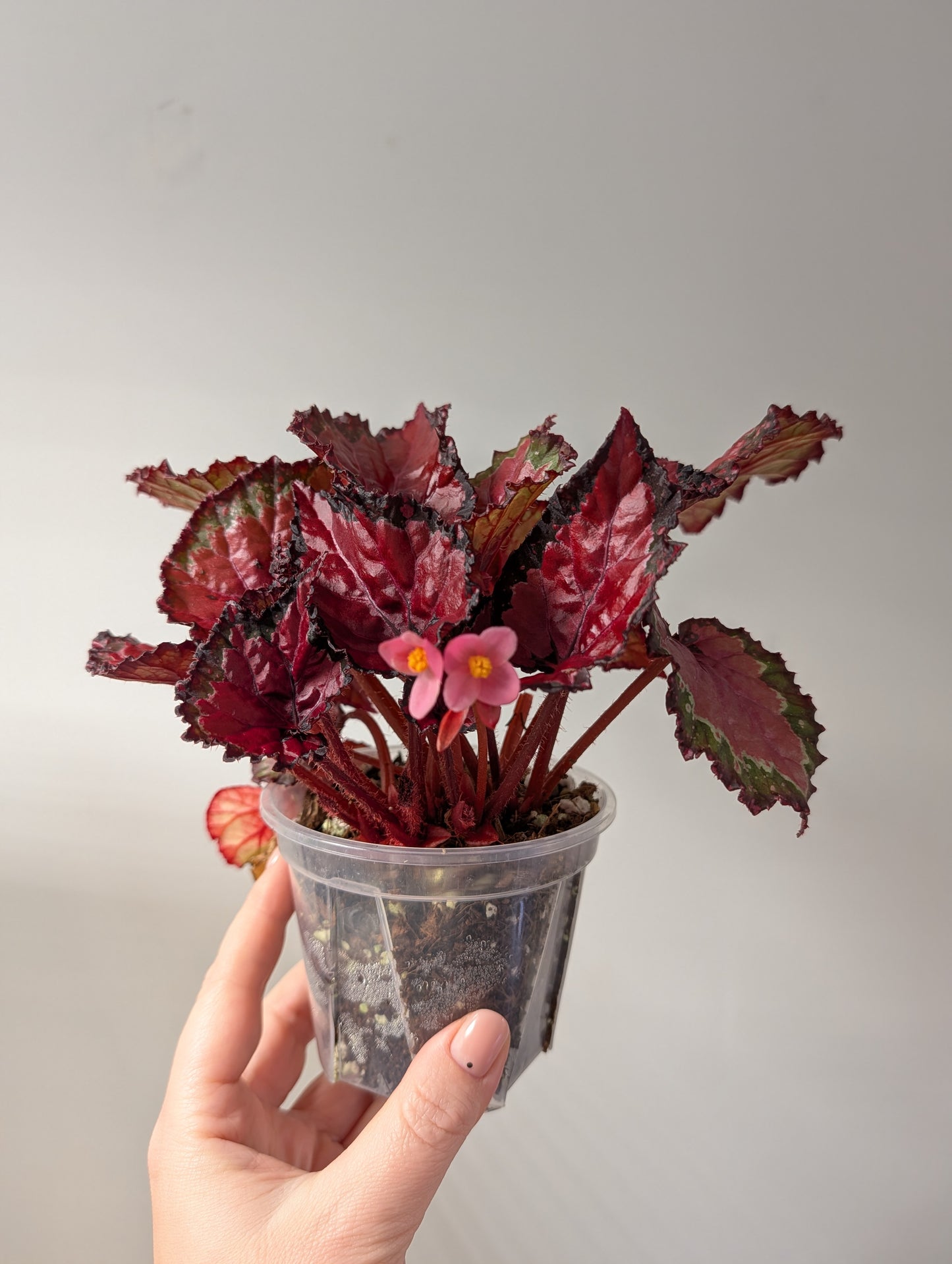 Begonia Cherry Field