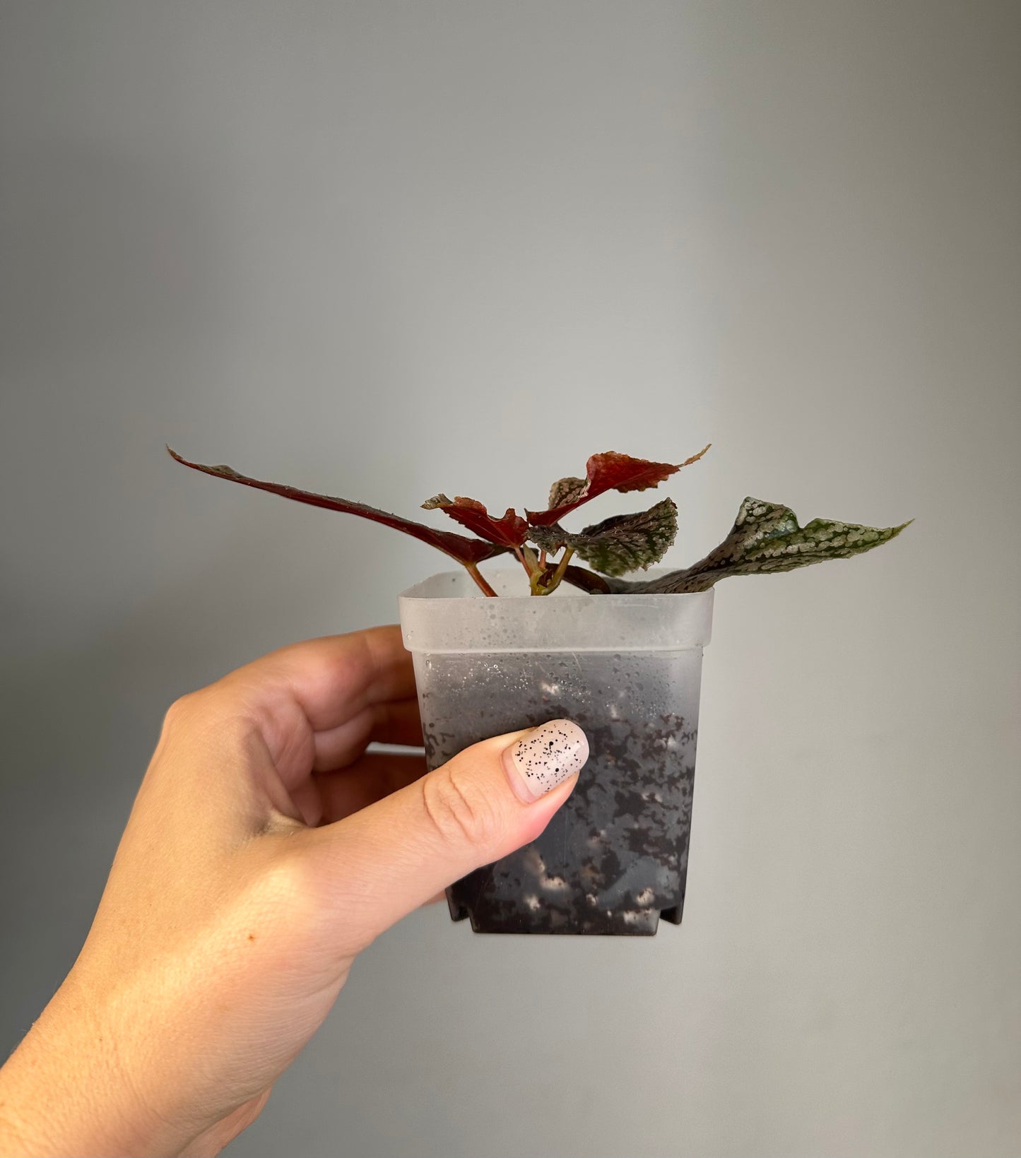 Begonia Maurice Amey