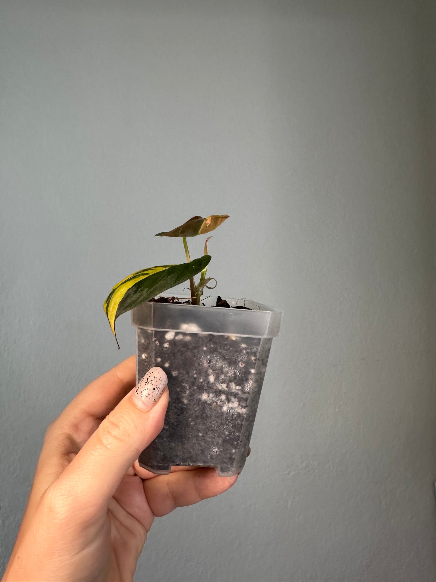Philodendron Micans variegated
