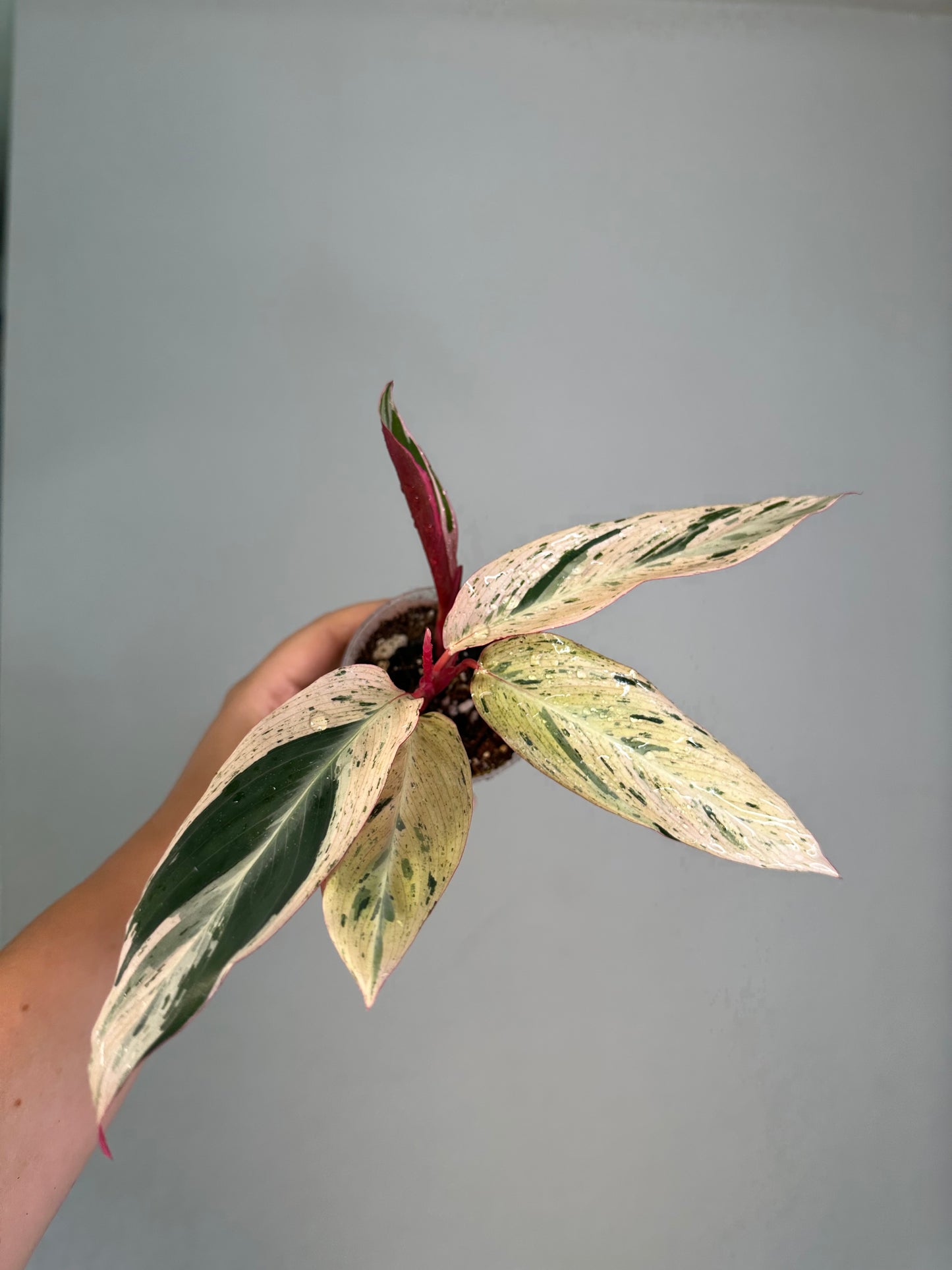 Stromanthe multicolor/ rare