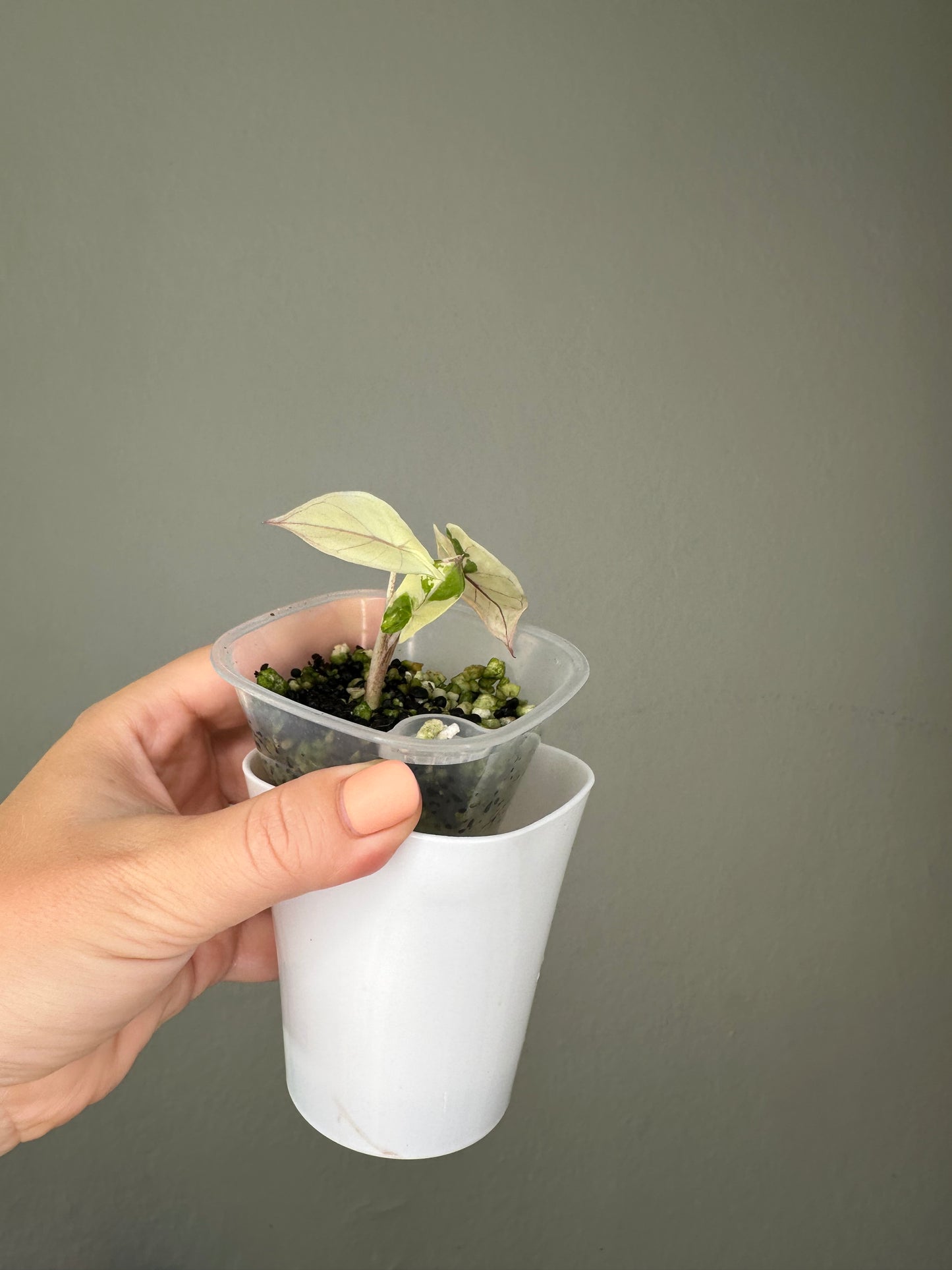 Alocasia Yucatán princess variegated / NOT A SERENDIPITY/ first photo - mother plant