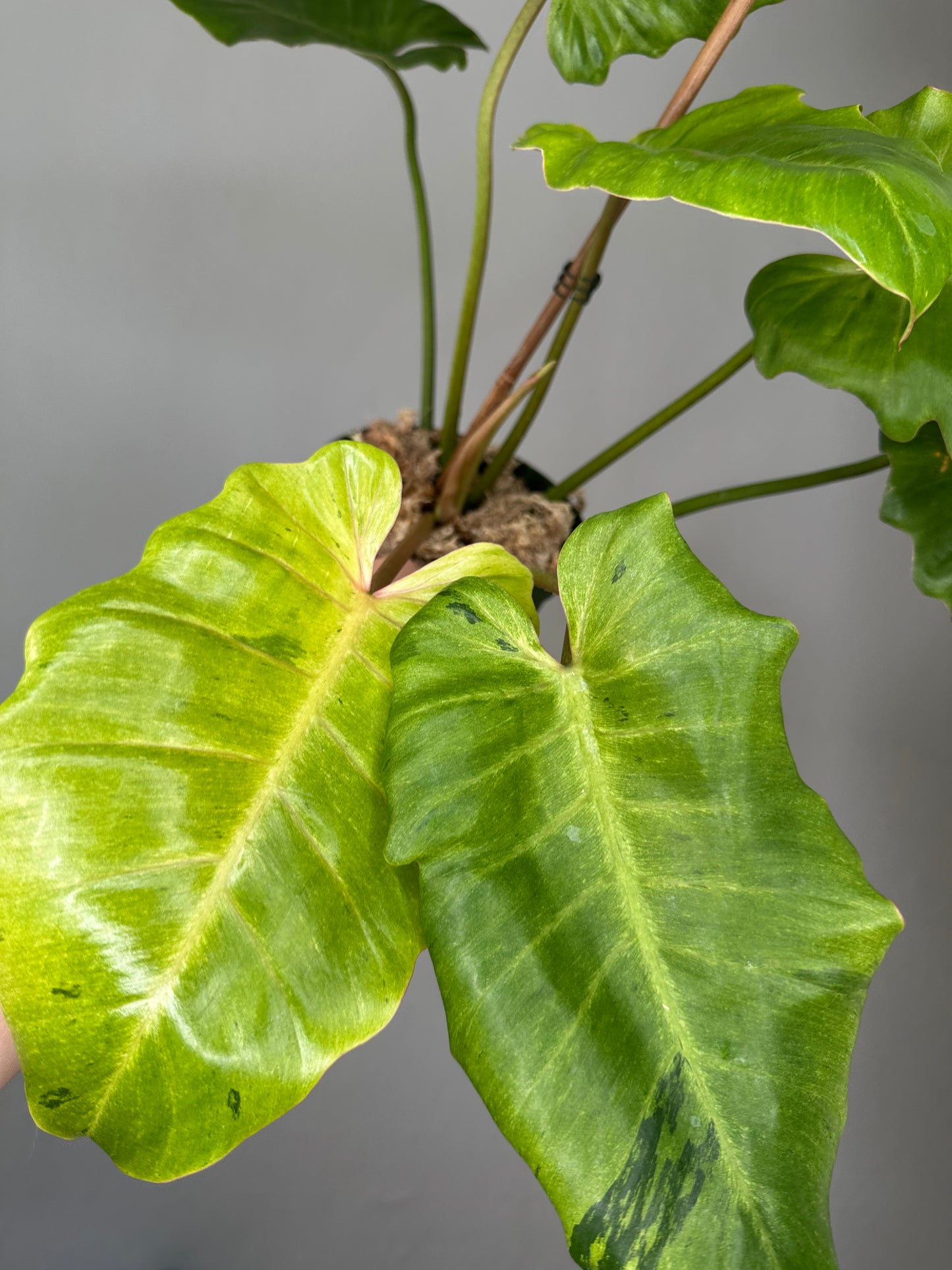 Philodendron snowdrift / easy to care for and beautiful
