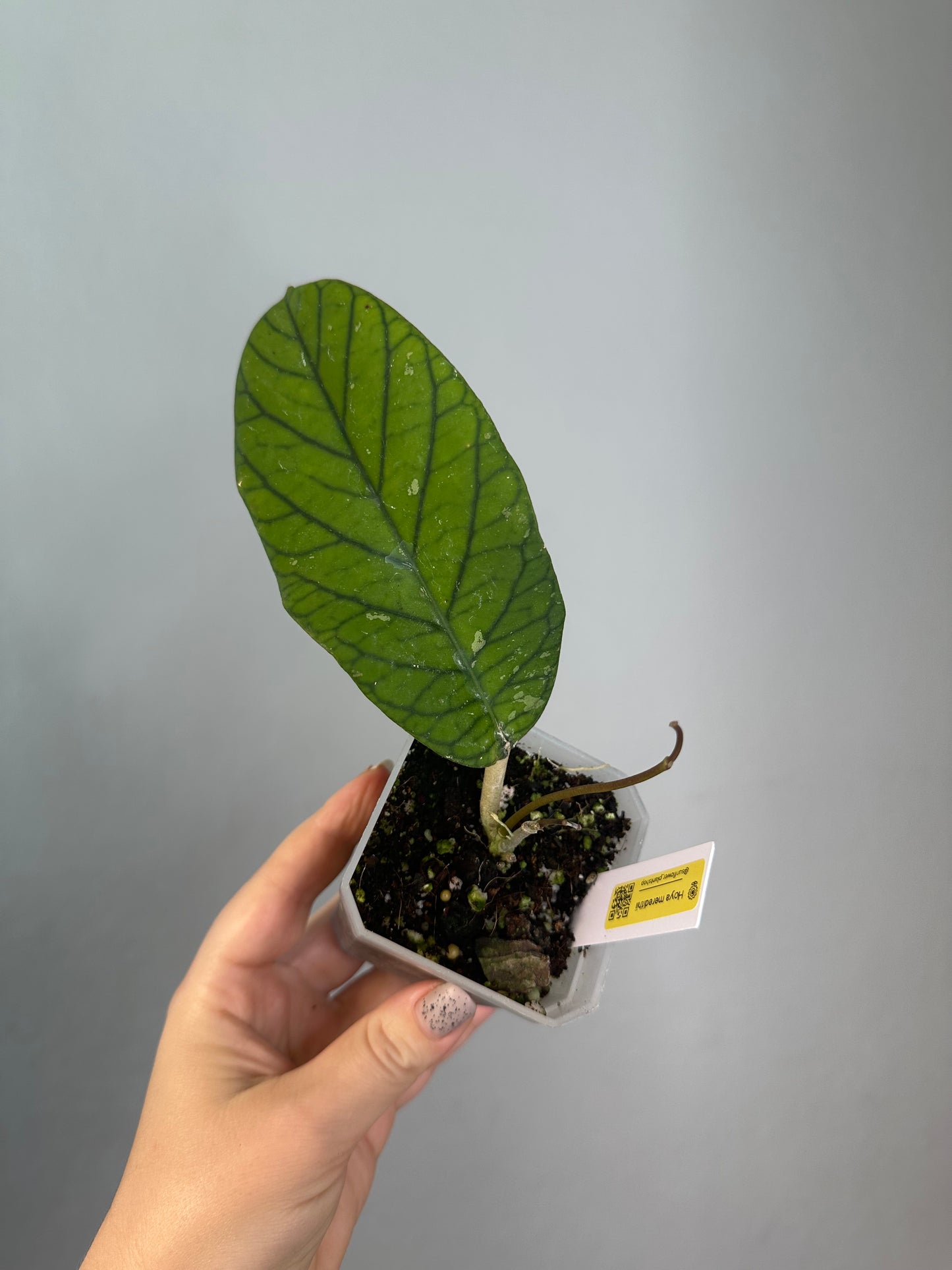 Hoya meredithii / first photo - mother plant