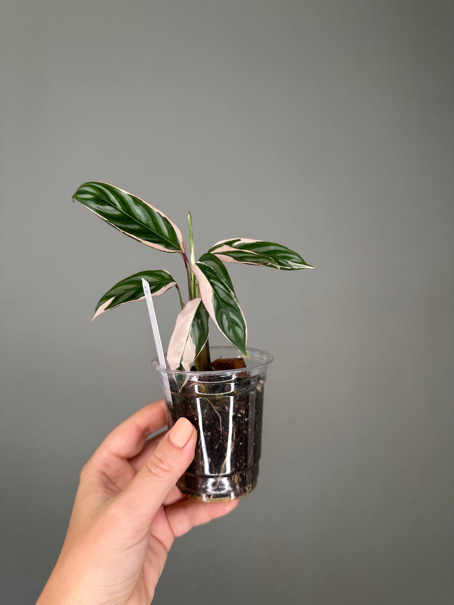 Ctenanthe oppenheimiana / rare