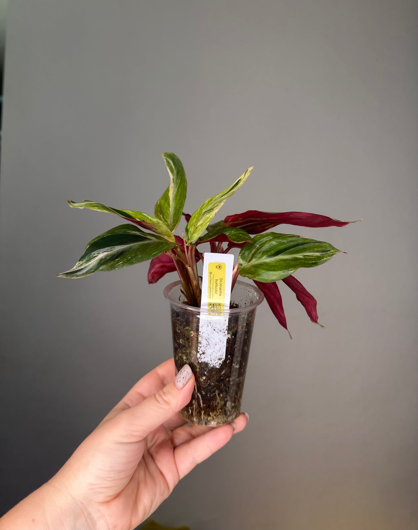 Stromanthe horticolor / rare stromanthe