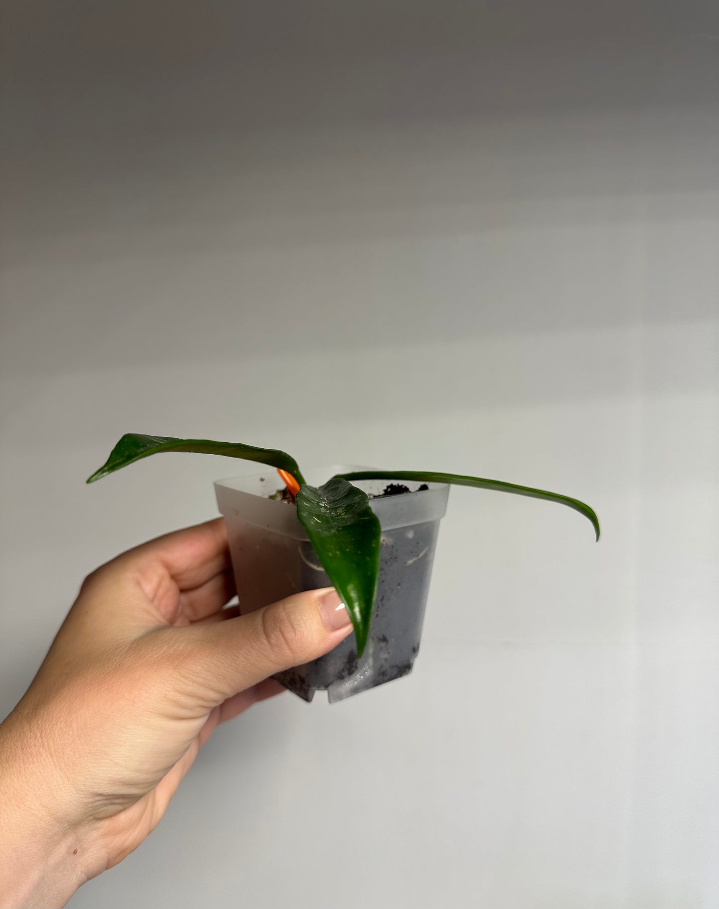 Hoya griffithii splash