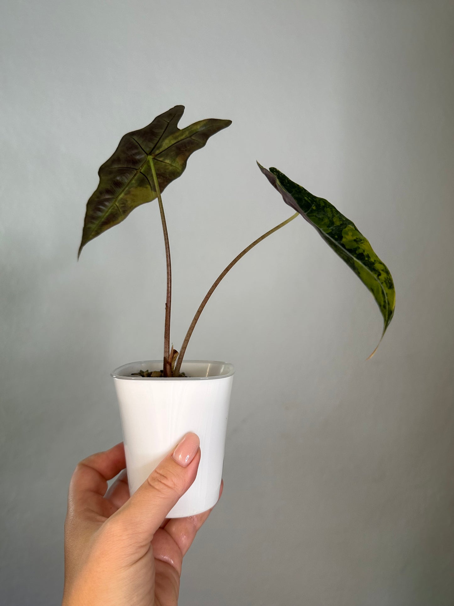 Alocasia sanderiana bull aurea variegated 🦄