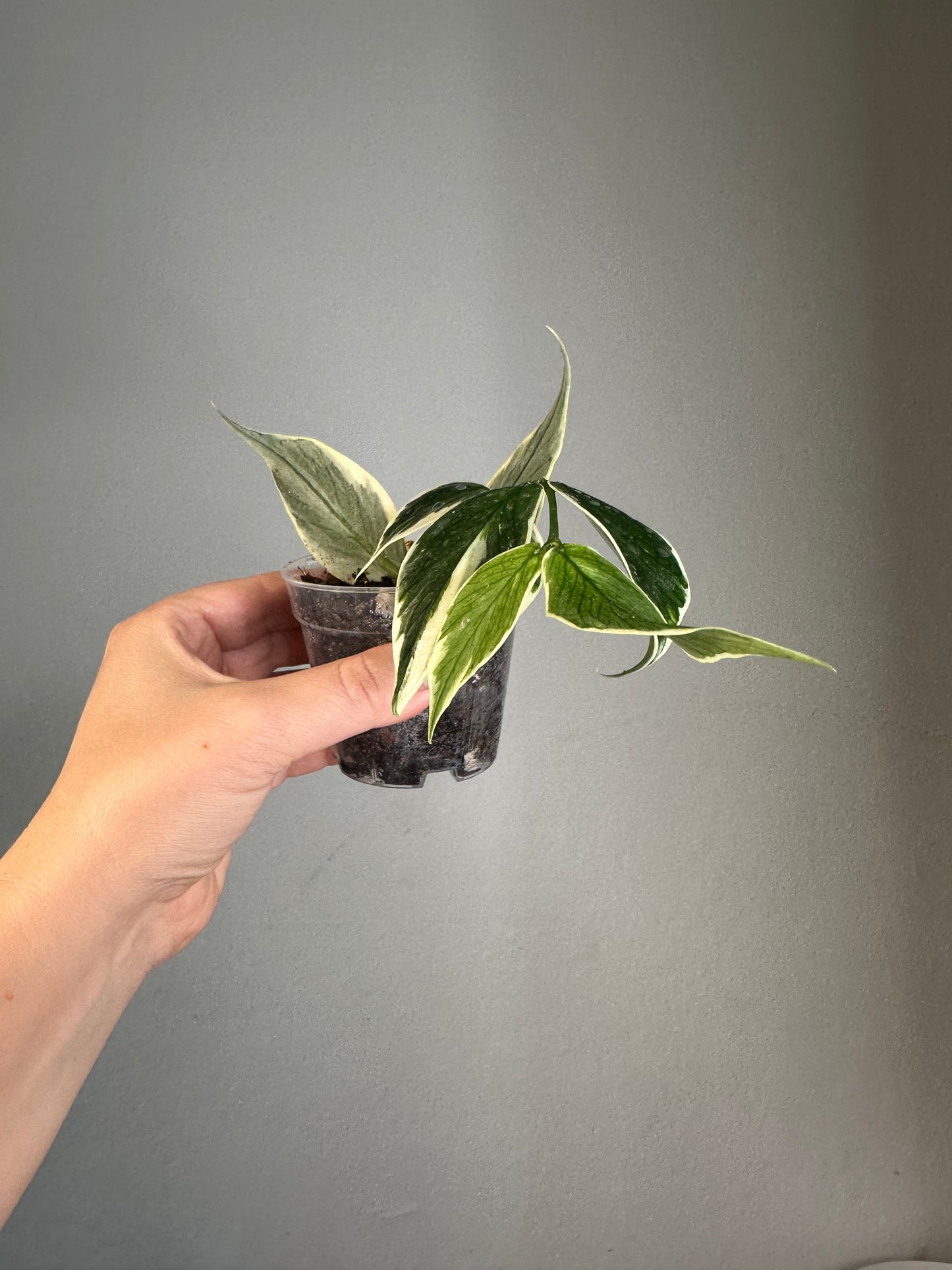 Hoya Polyneura albo variegated