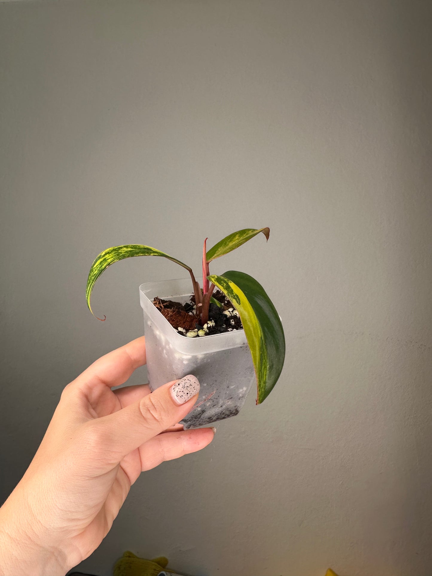Philodendron strawberry shake