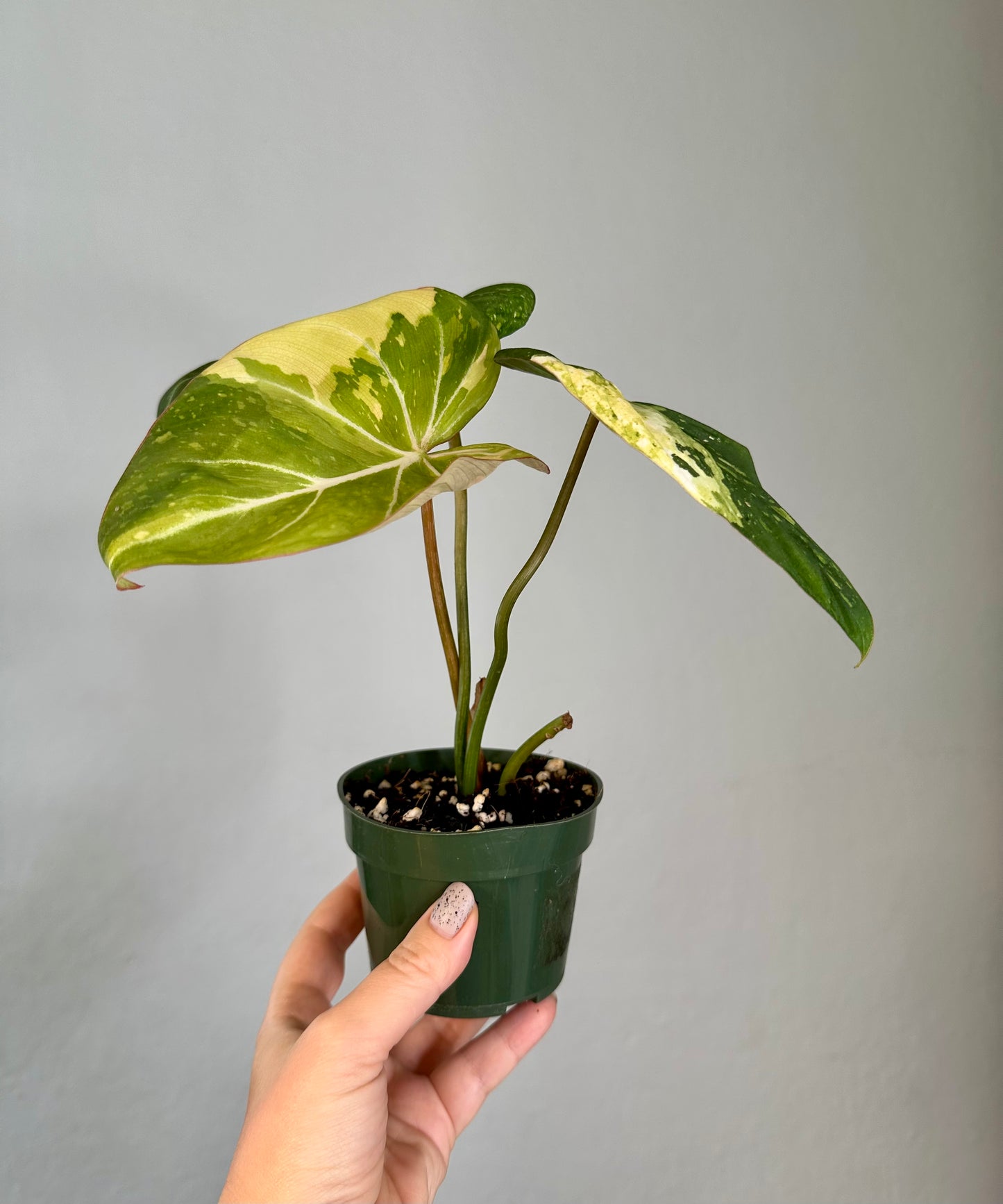 Philodendron gloriosum variegated 🦄