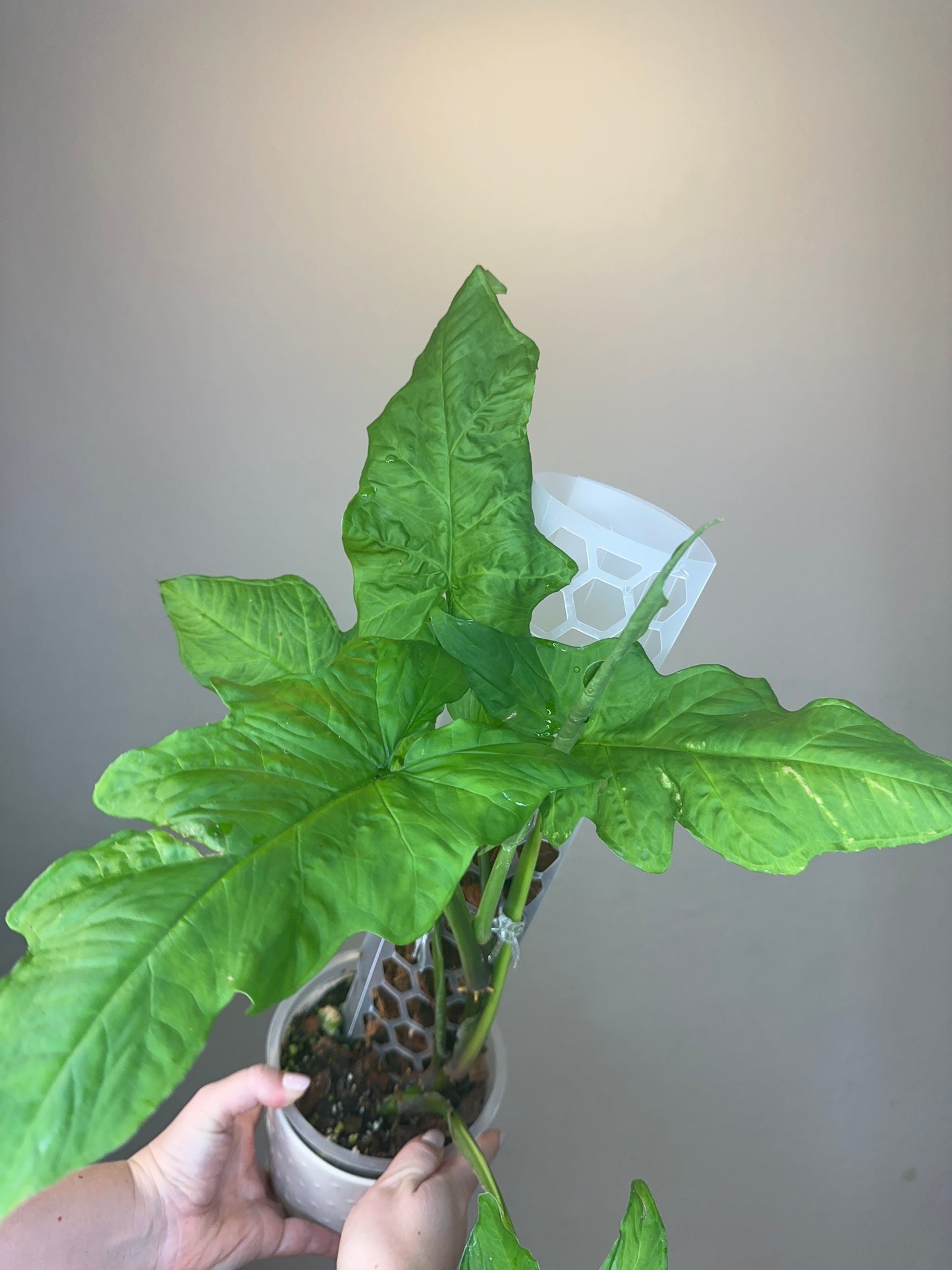 Syngonium steyermakii / RARE