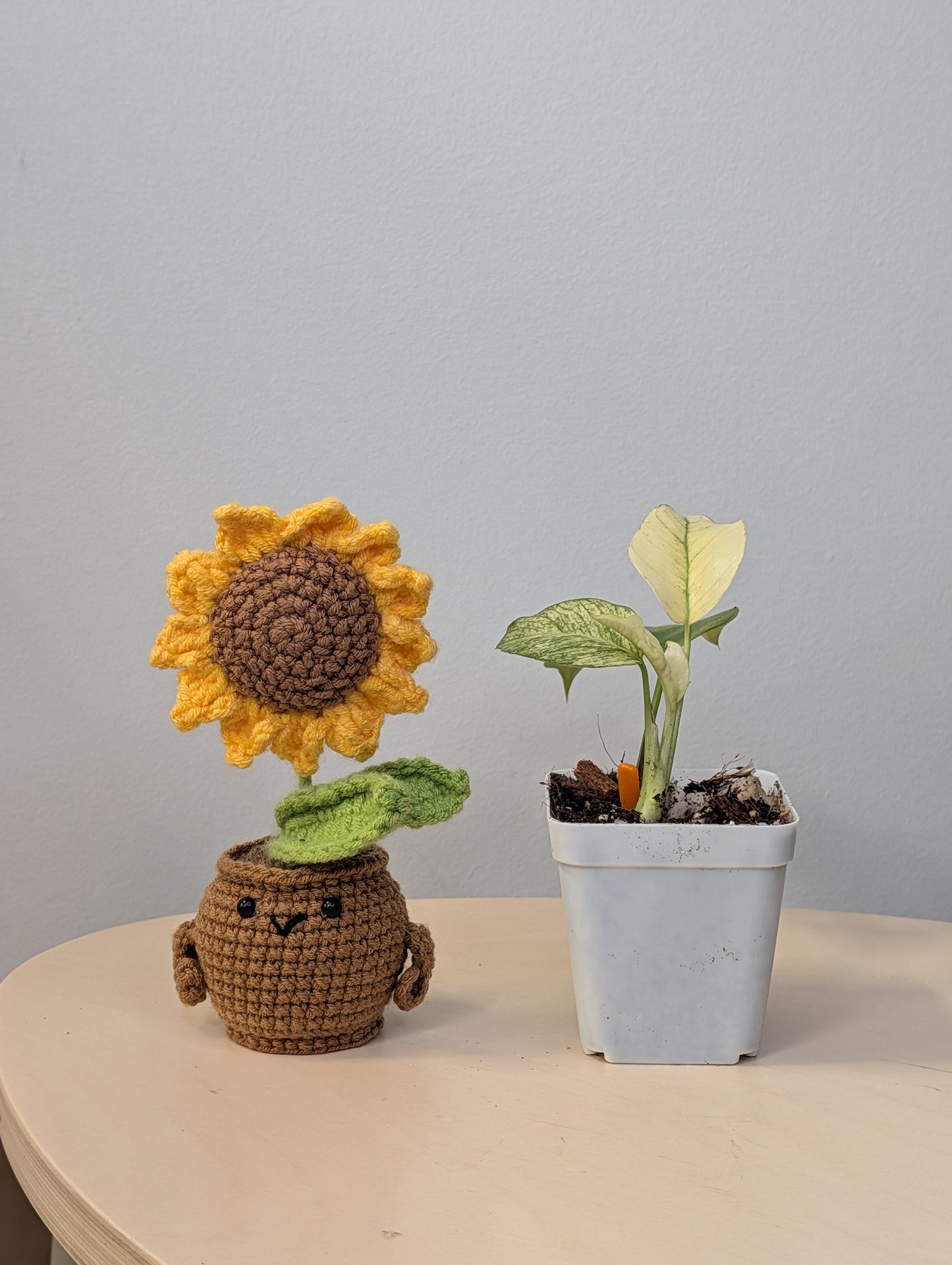 Raphidophora tetrasperma white monster variegated