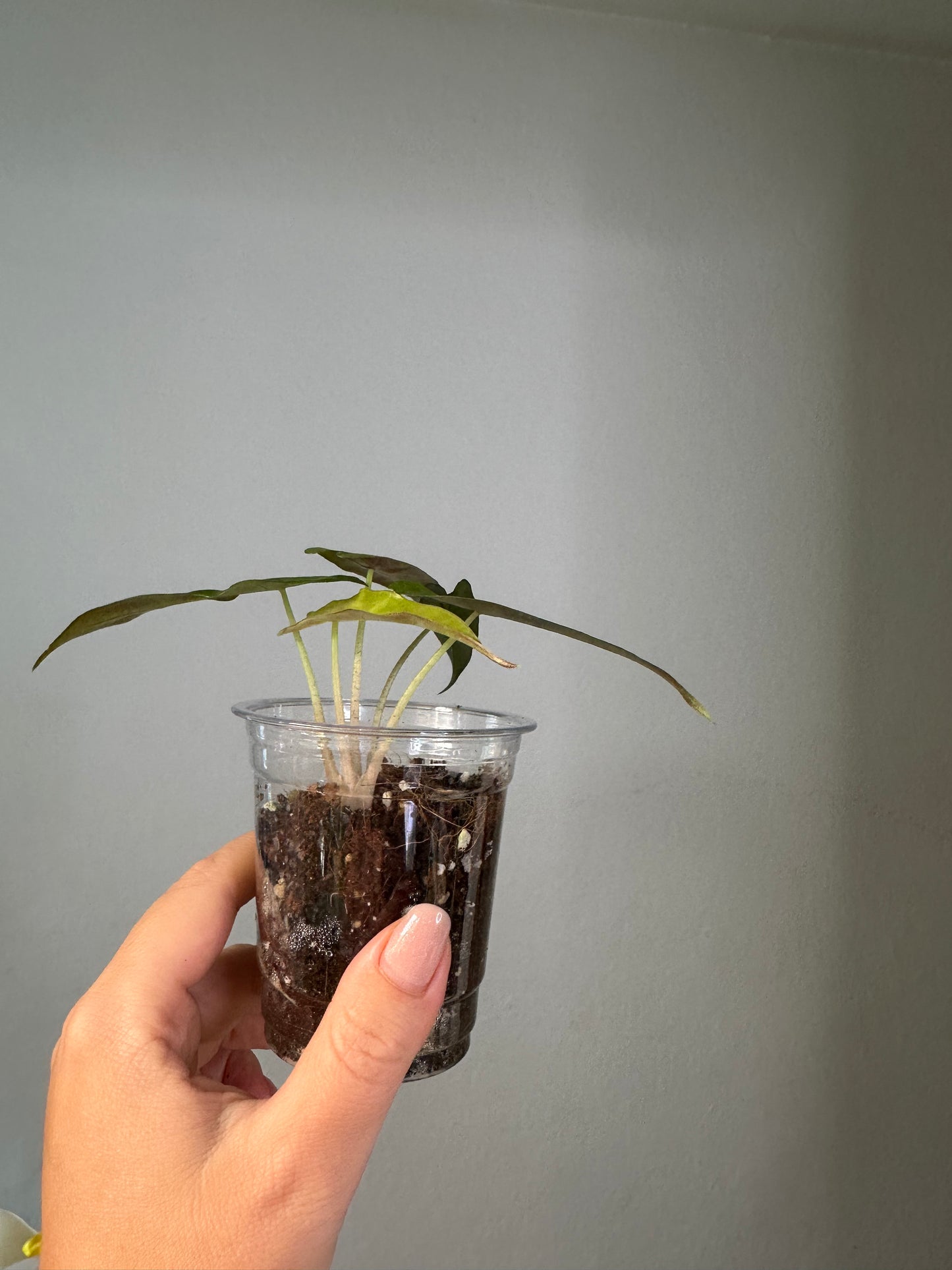 Alocasia amazonica aurea splash variegated