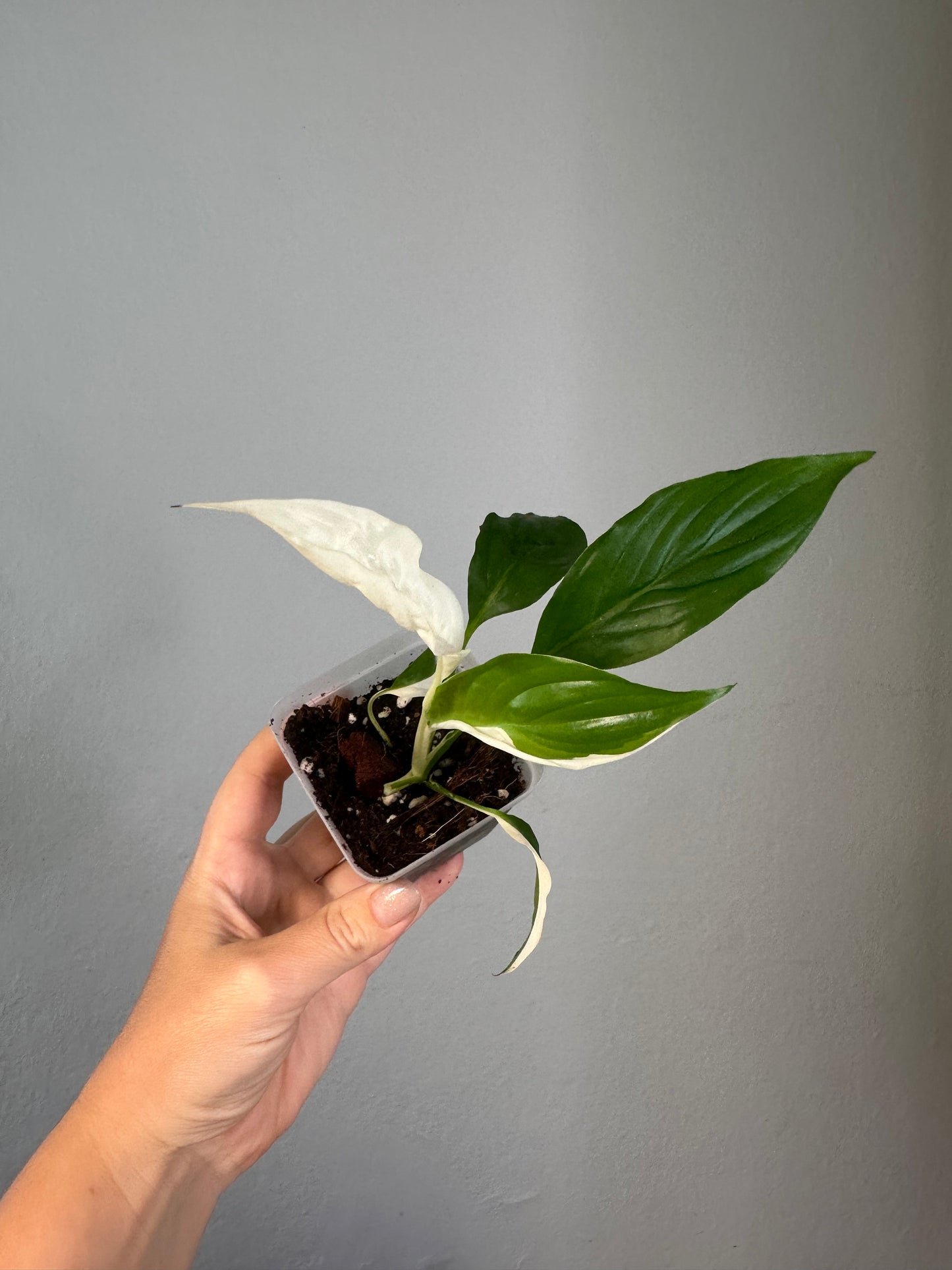 Spathyphillum Picasso