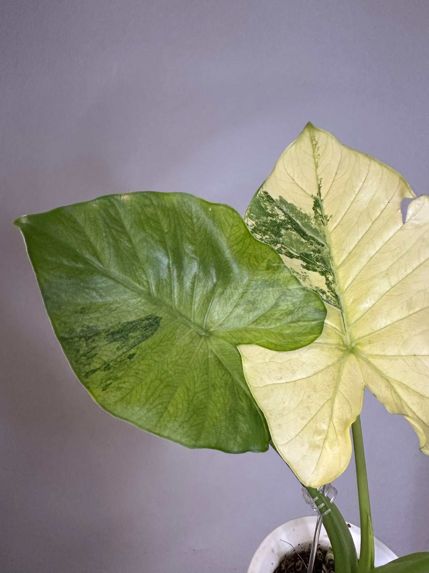 Alocasia odora yellow mint variegated / with a baby / corming