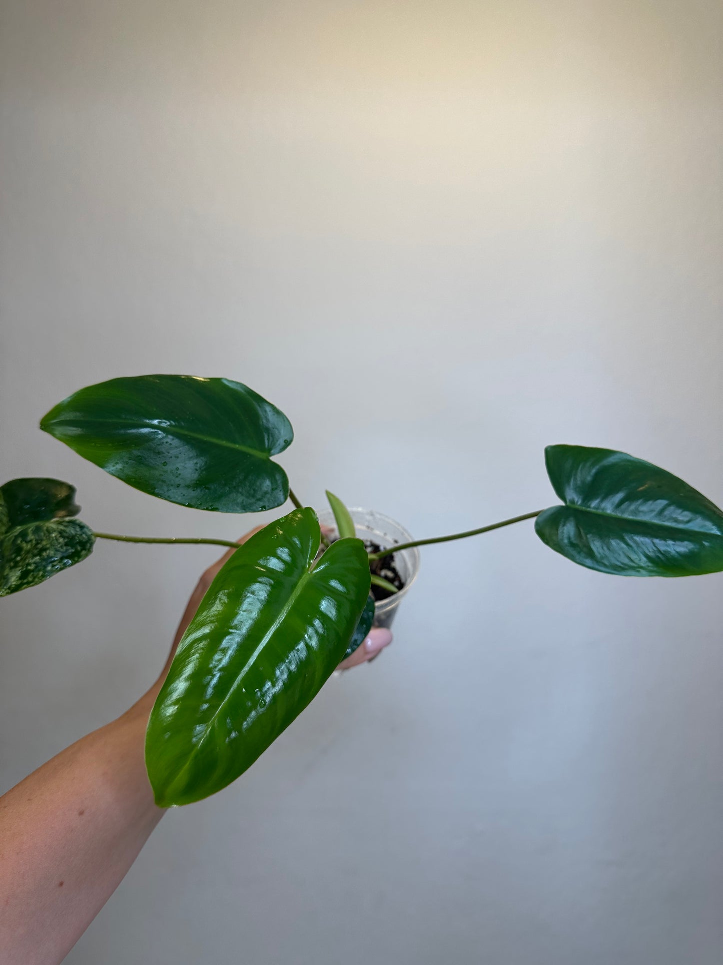 Philodendron burle Marx mint reverted / gift with a purchase