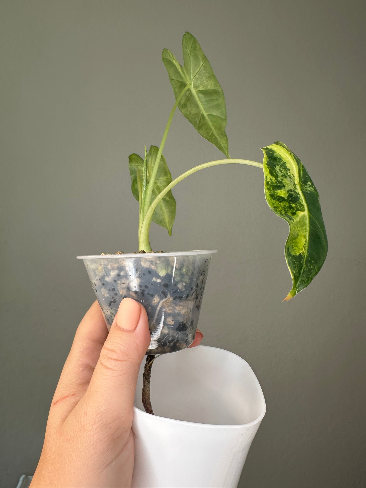 Alocasia Frydek aurea variegated / not albo, uncommon color