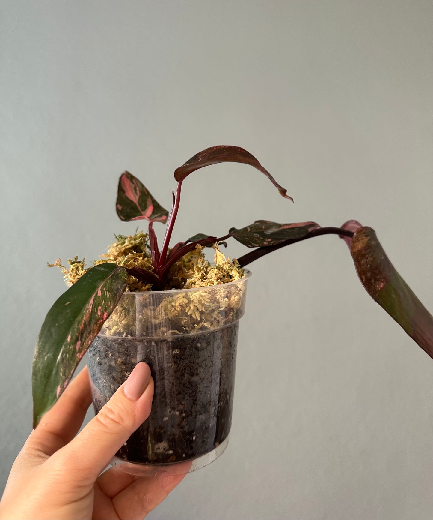 Philodendron pink princess galaxy variegated