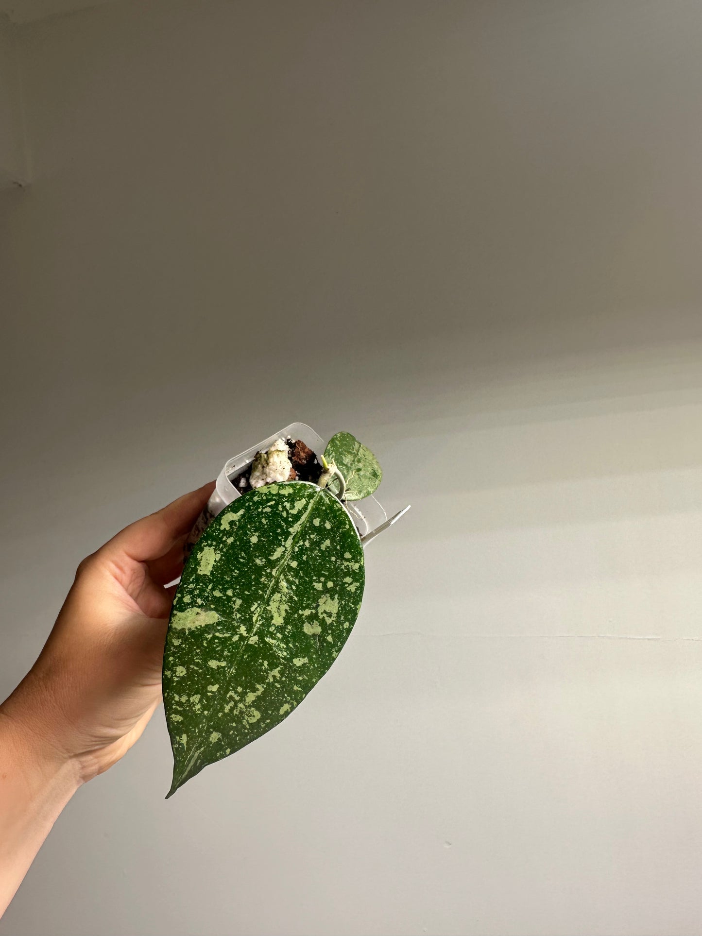 Hoya Vilosa Dang / the fuzzy underside of a leaf